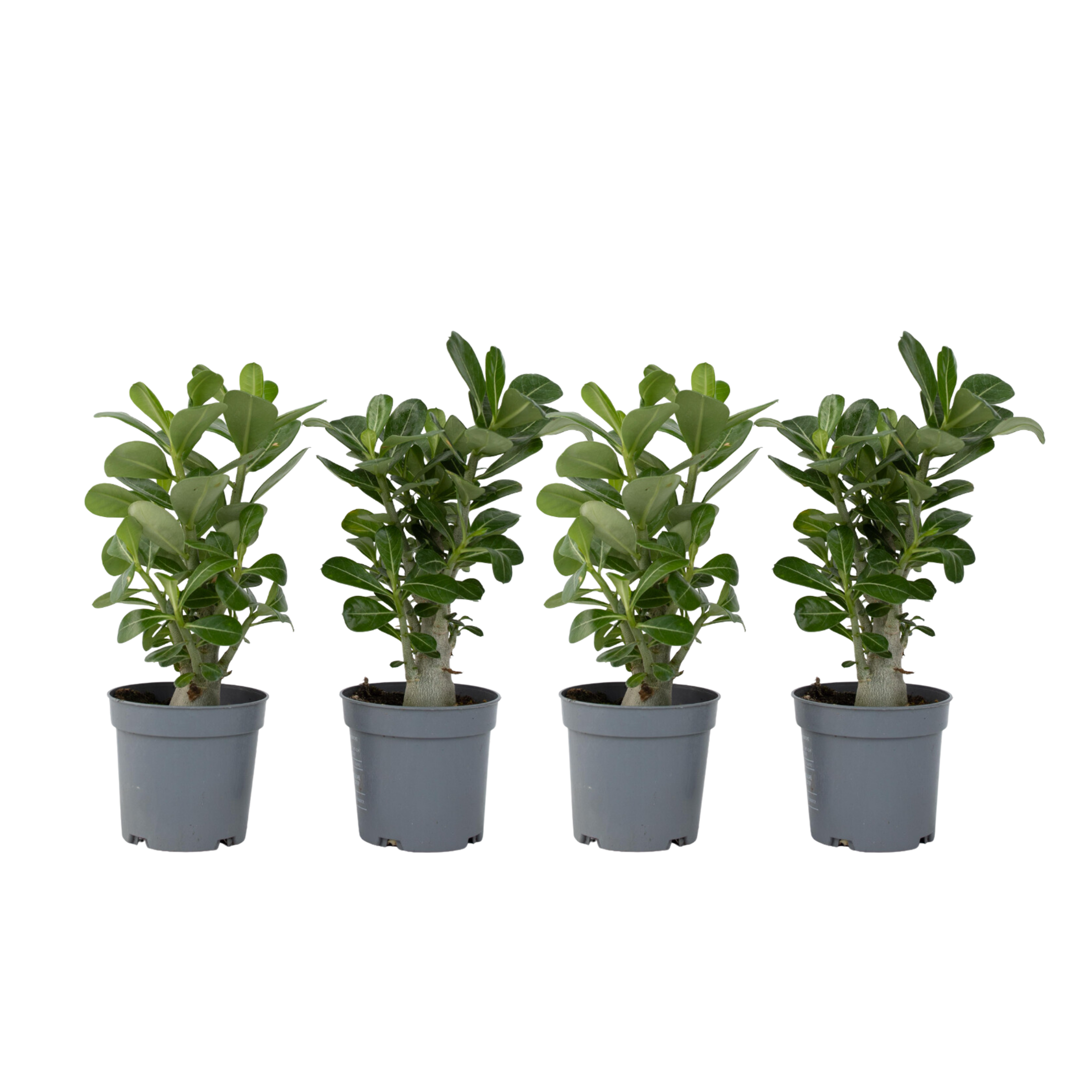 Woestijnroos - Set van 4 - Adenium obesum - Hoogte 25-40cm -⌀10,5cm afbeelding