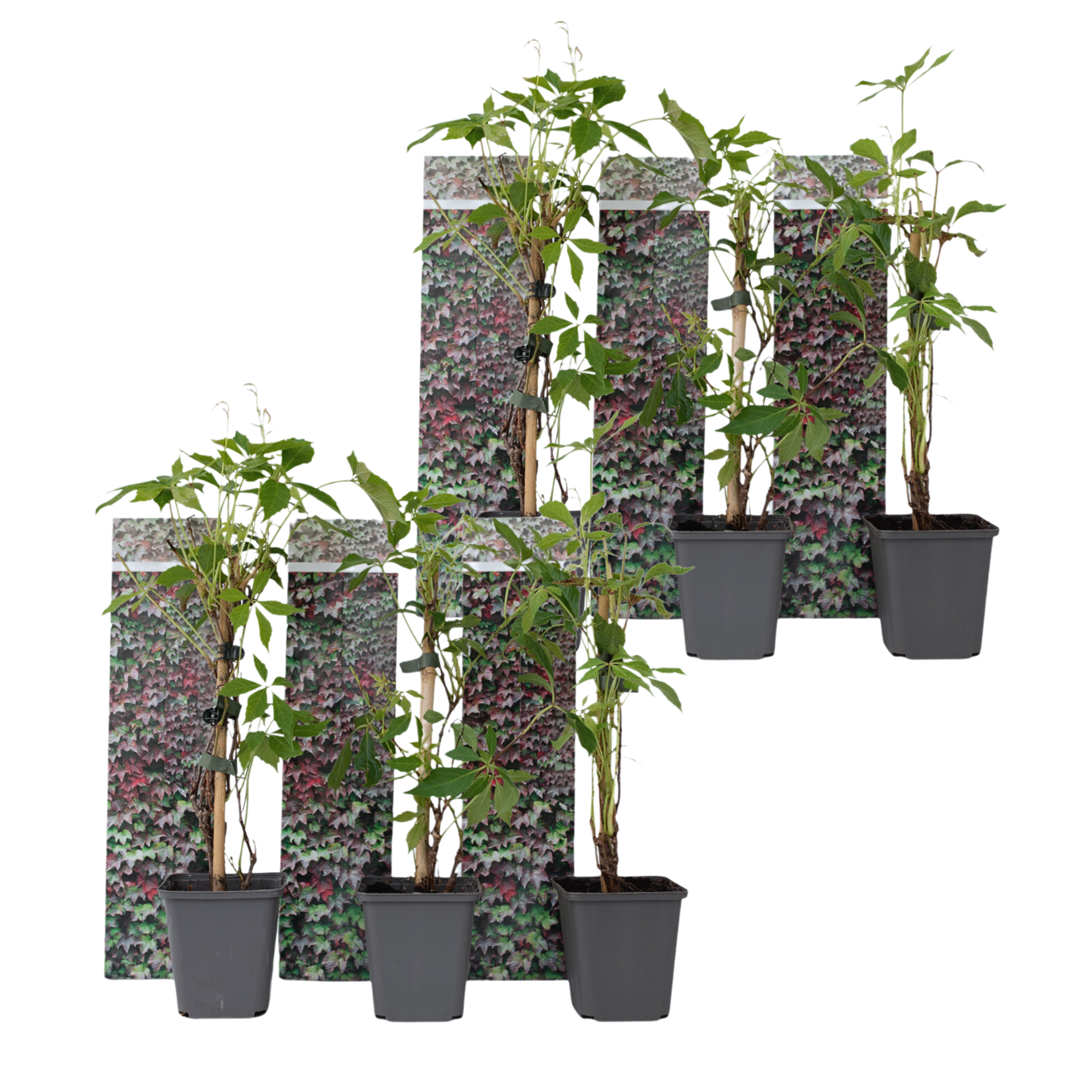 Wilde wingerd - Set van 6 - Parthenocissus quinquefolia - Hoogte 25-40cm -⌀9cm afbeelding