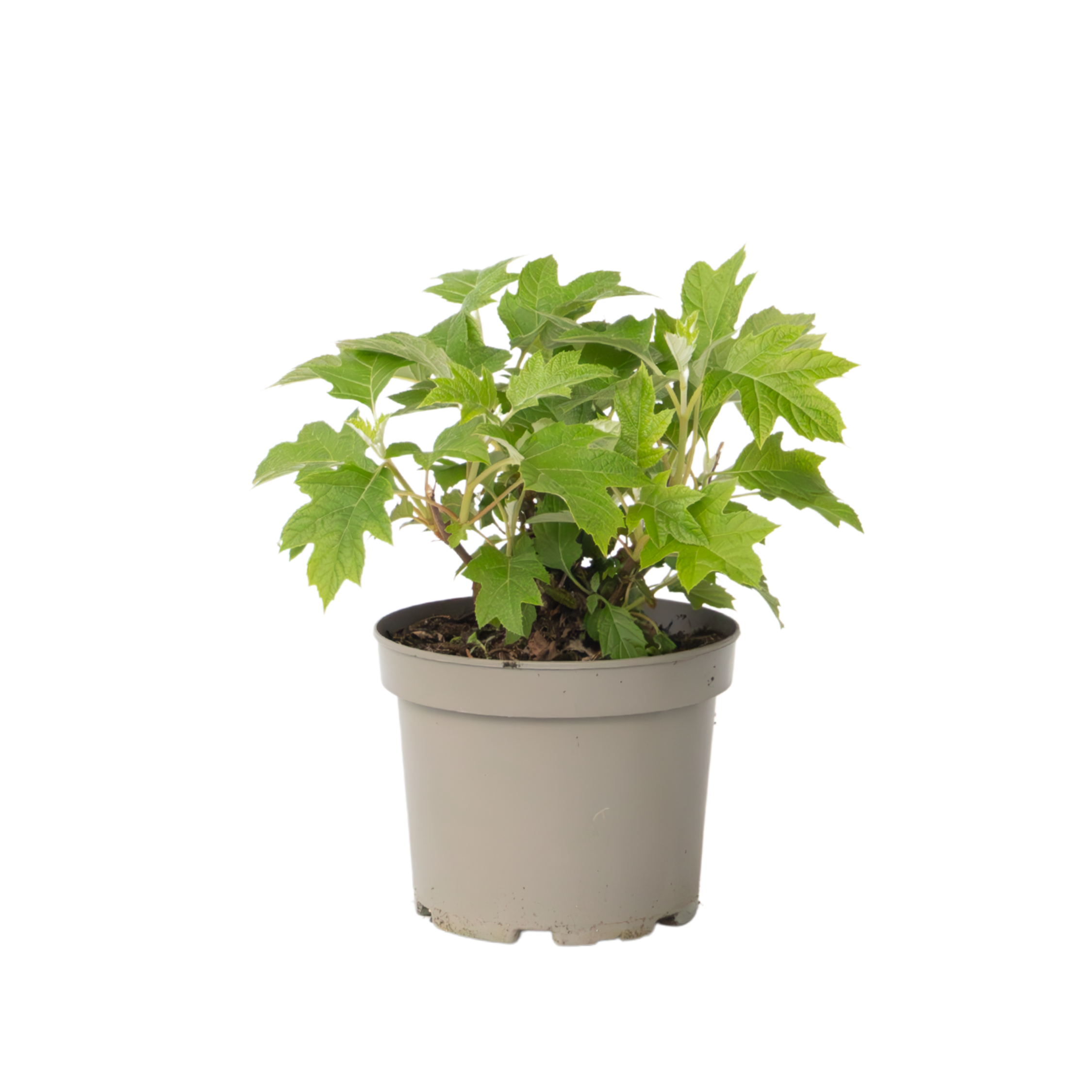 Hortensia - Hydrangea quercifolia'Toy Soldier'- Hoogte 25-40cm -⌀19cm afbeelding