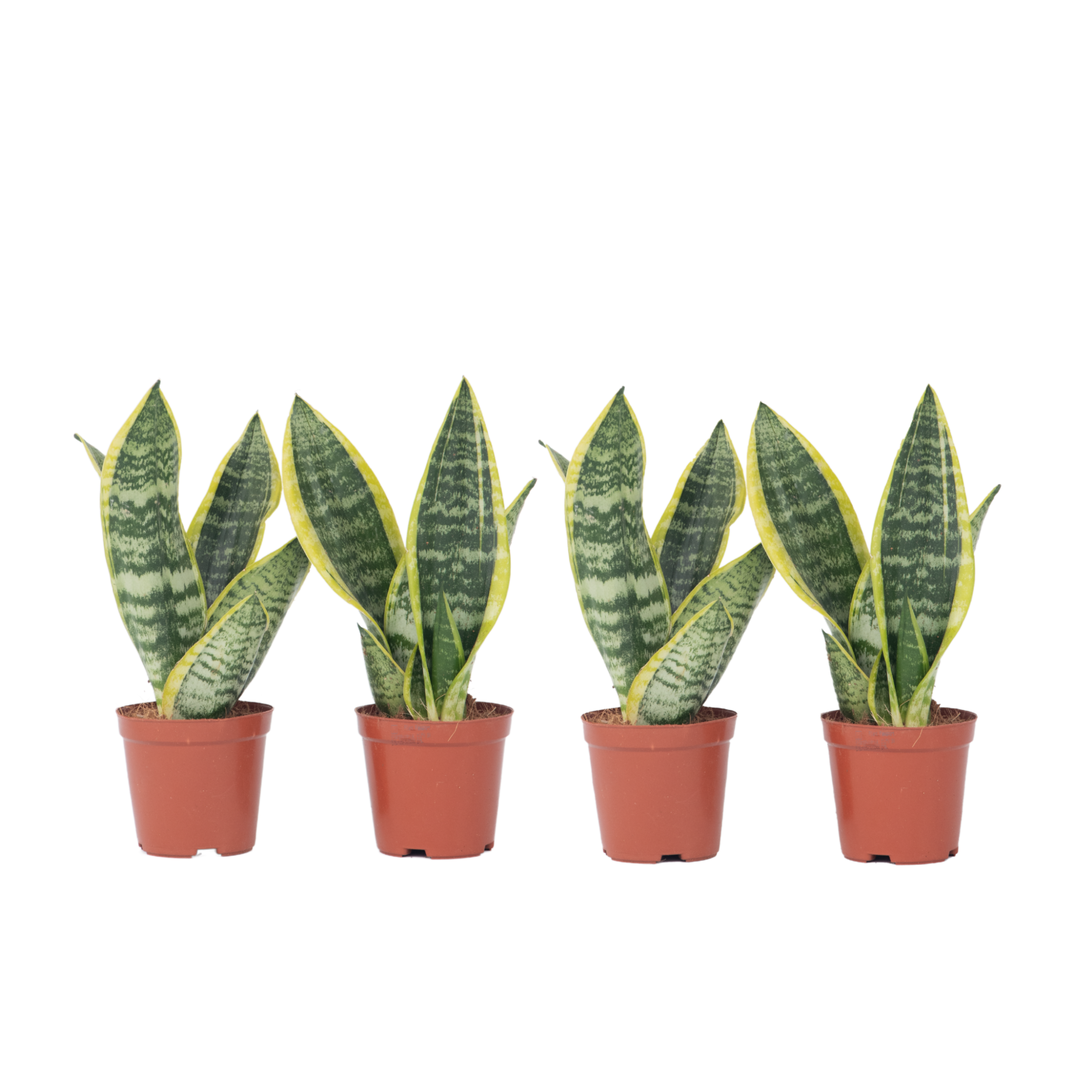 Vrouwentong - Set van 4 - Sansevieria'Futura Superba'- Hoogte 35-40cm -⌀12cm afbeelding