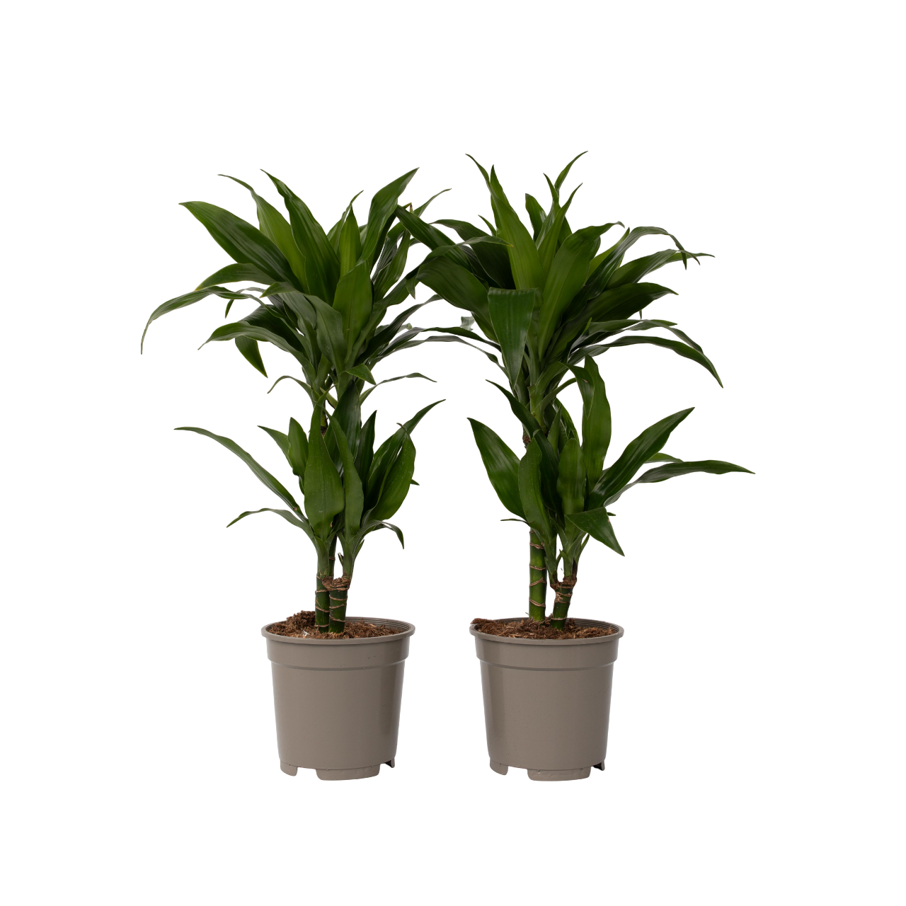 Drakenbloedboom - Set van 2 - Dracaena'Janet Craig'- Hoogte 60-70cm -⌀17cm afbeelding