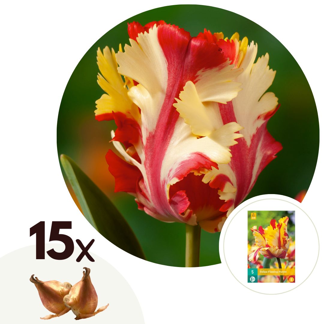 Tulpenbollen - Set van 15 - Tulipa'Flaming Parrot'- Bloembollen - Wit afbeelding