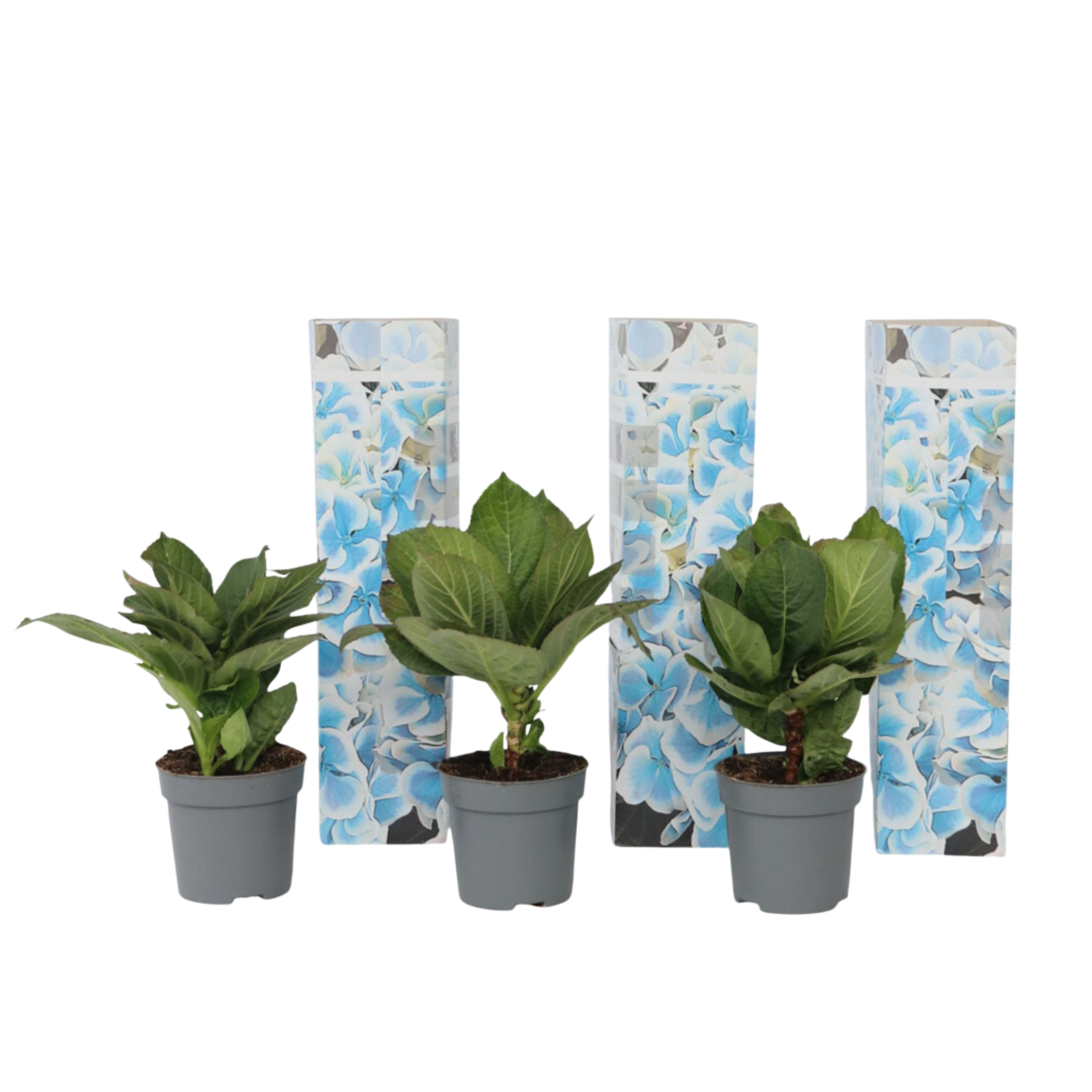 Hortensia - Set van 3 - Hydrangea macrophylla'Bavaria'- Hoogte 25-40cm -⌀9cm afbeelding