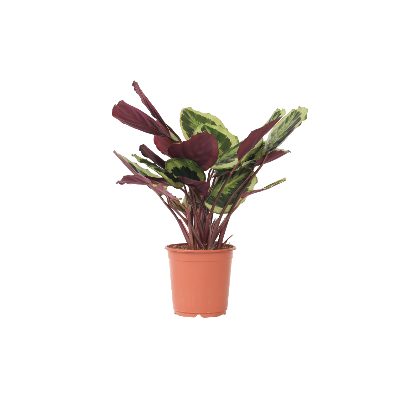 Pauwenplant - Calathea'Marion'- Hoogte 60-70cm -⌀21cm afbeelding