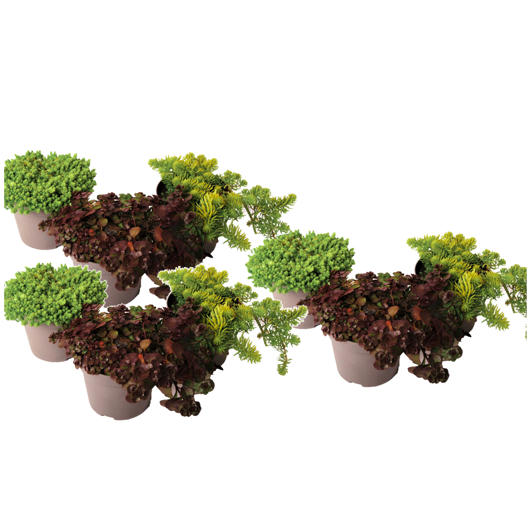 Vetkruid - Set van 9 - Sedum reflexum - Hoogte 10-15cm -⌀12cm afbeelding