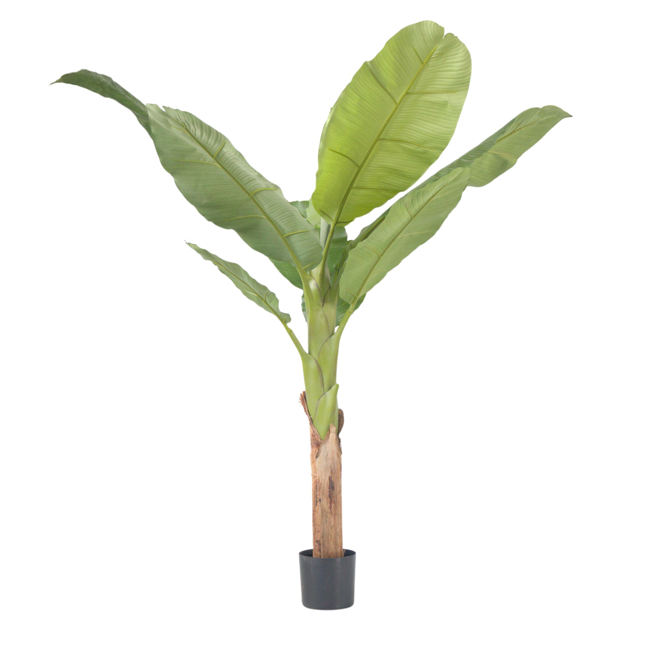 Kunstplant musa bananenplant– Hoogte 150cm afbeelding