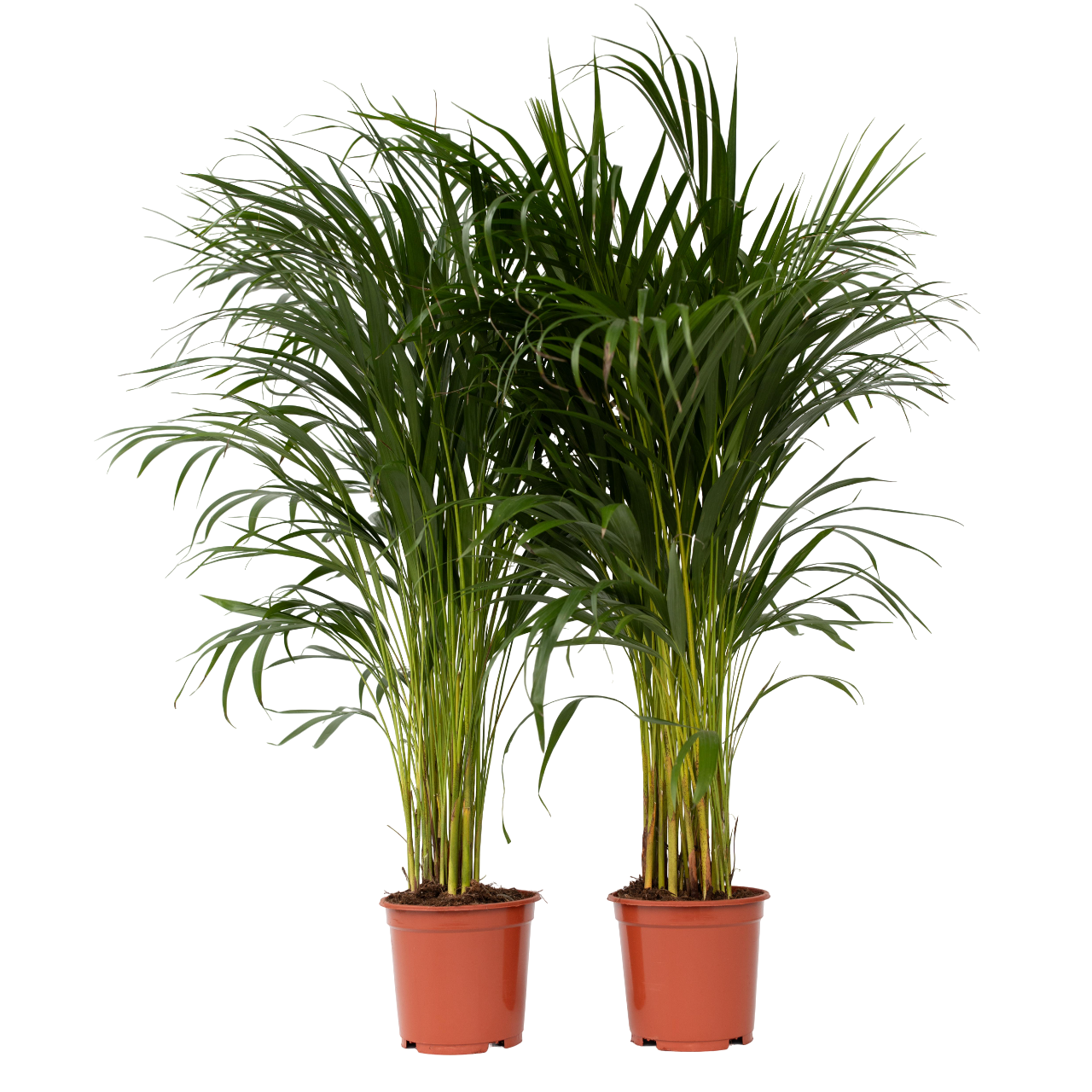 Areca goudpalm - Set van 2 - Dypsis lutescens - Hoogte 100-120cm -⌀21cm afbeelding