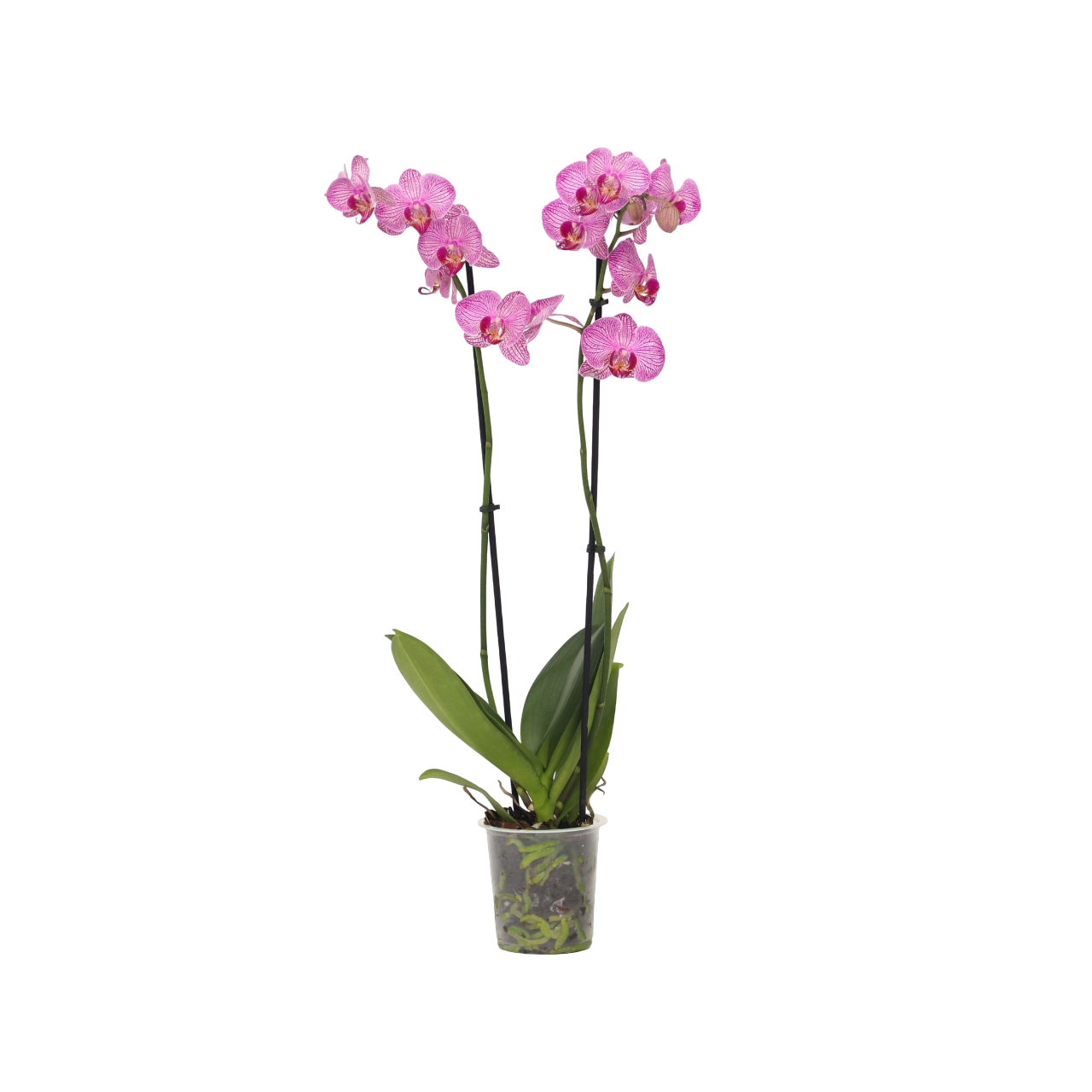 Orchidee - Phalaenopsis - Hoogte 50-60cm -⌀12cm afbeelding