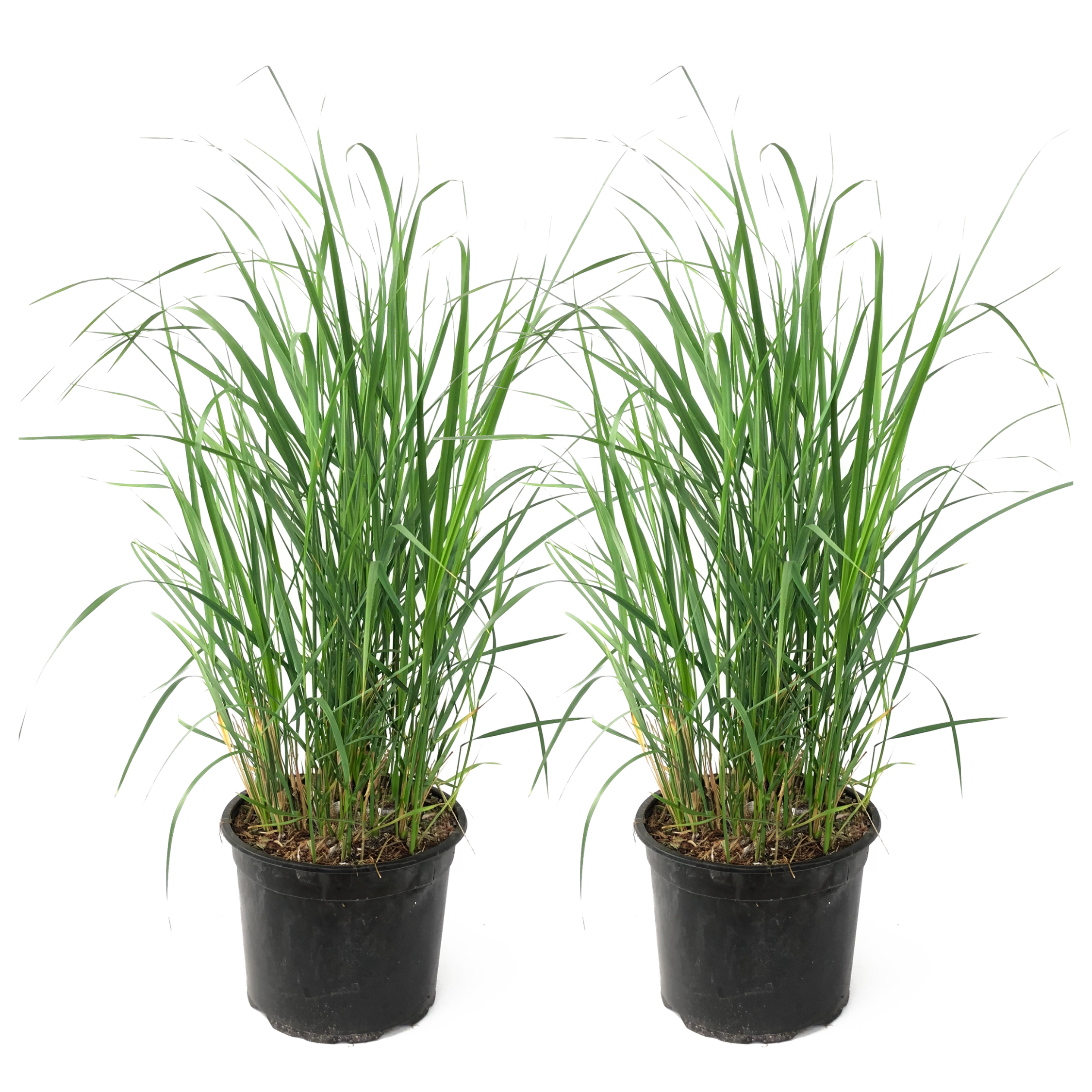 Struisriet - Set van 2 - Calamagrostis'Karl Foerster'- Hoogte 40-60cm -⌀23cm afbeelding