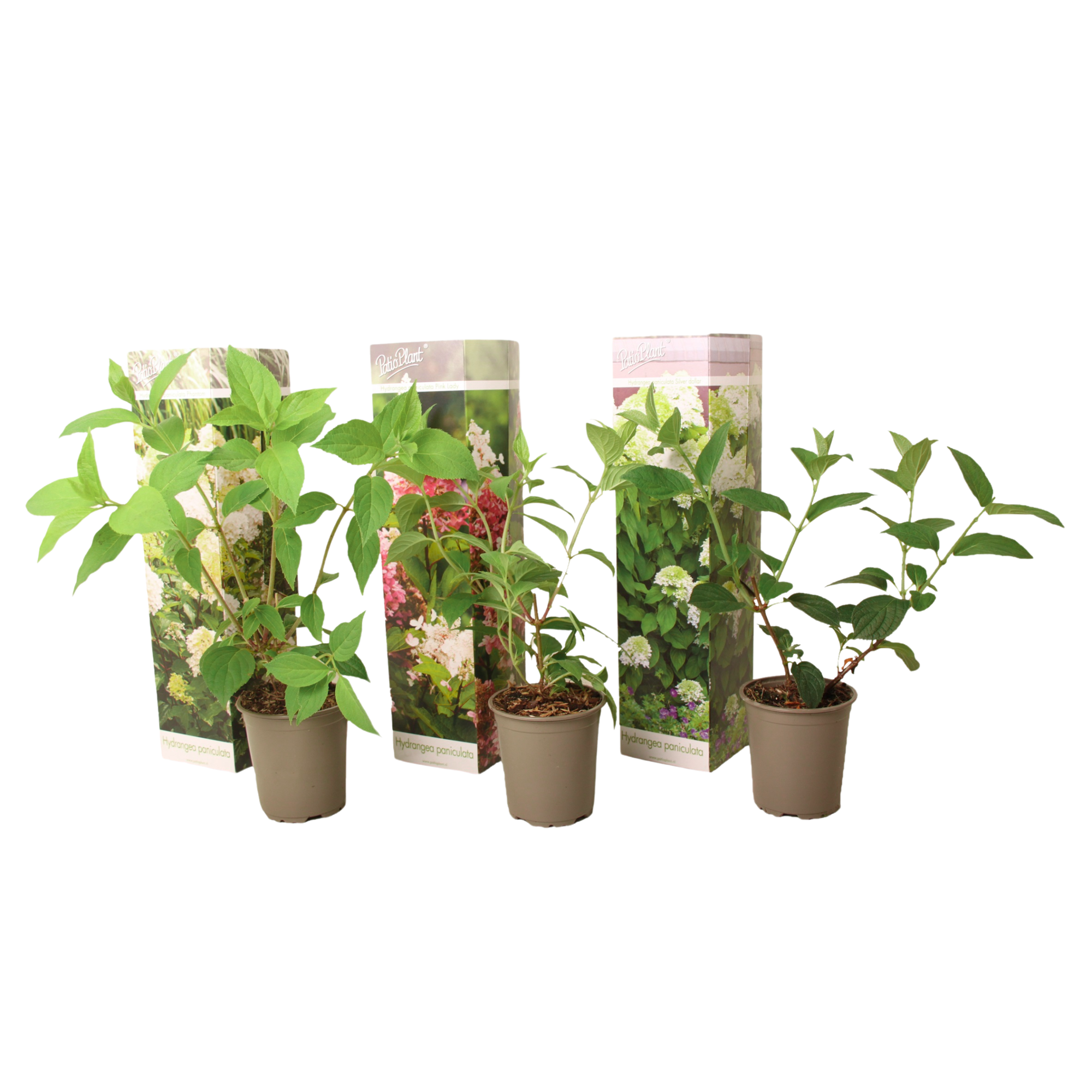 Hortensia - Set van 3 - Hortensia paniculata - Hoogte 25-35cm -⌀9cm afbeelding