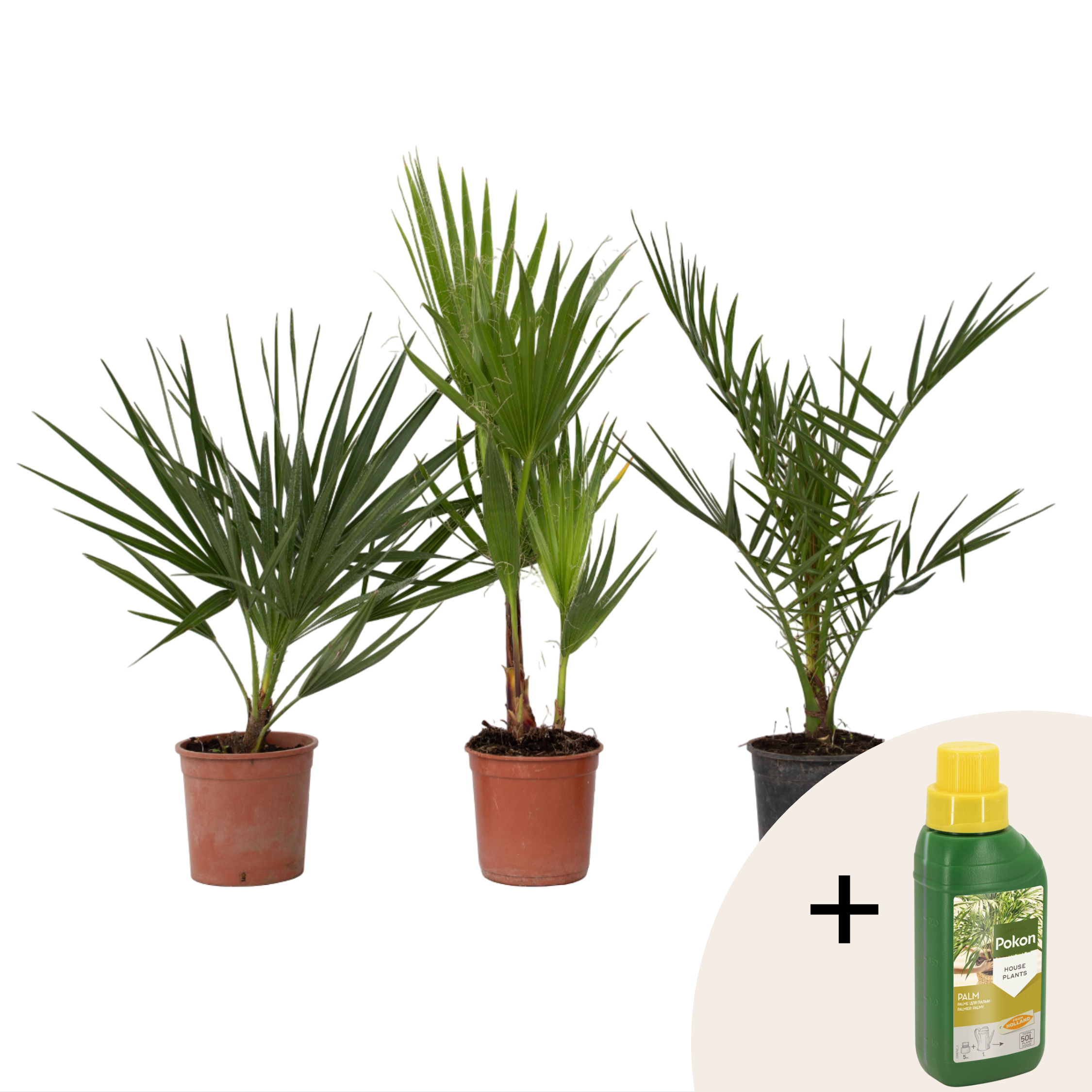 Tuinpalmen met plantenvoeding - Set van 3 - Hoogte 50-70cm -⌀15cm afbeelding
