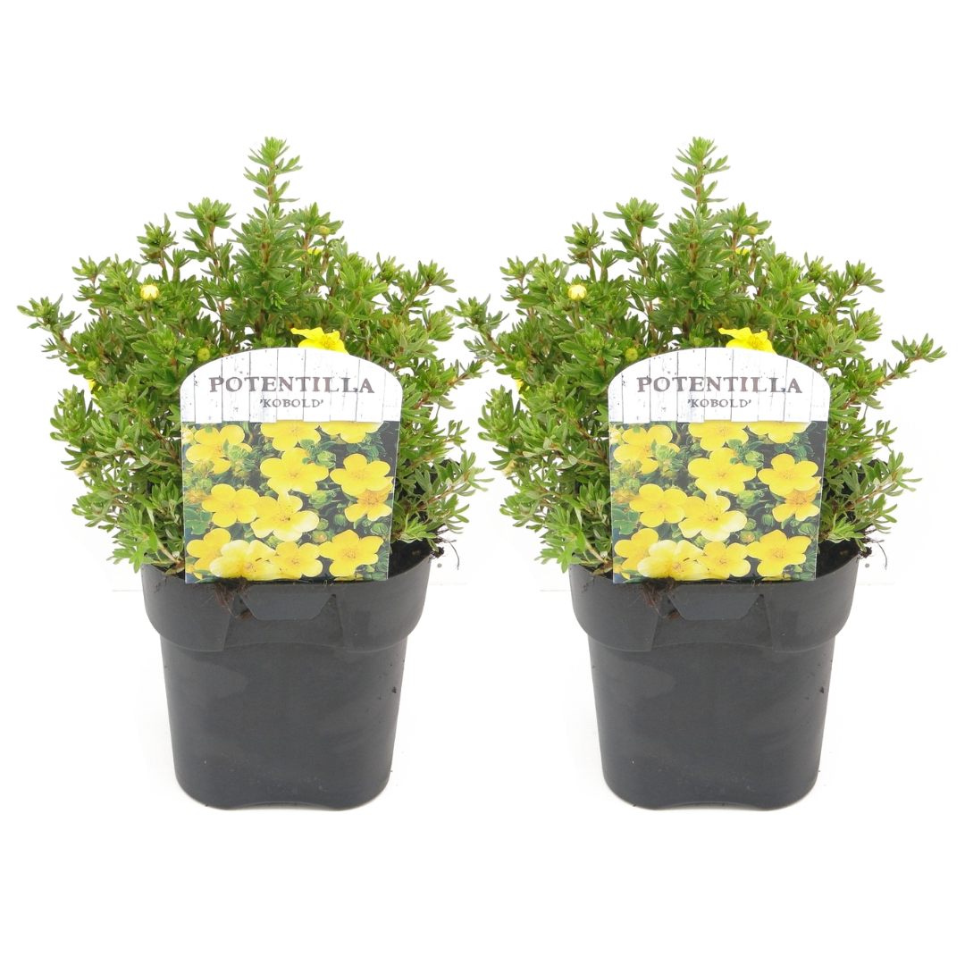 Ganzerik - Set van 2 - Potentilla fruticosa'Kobold'- Hoogte 20-30cm -⌀17cm afbeelding
