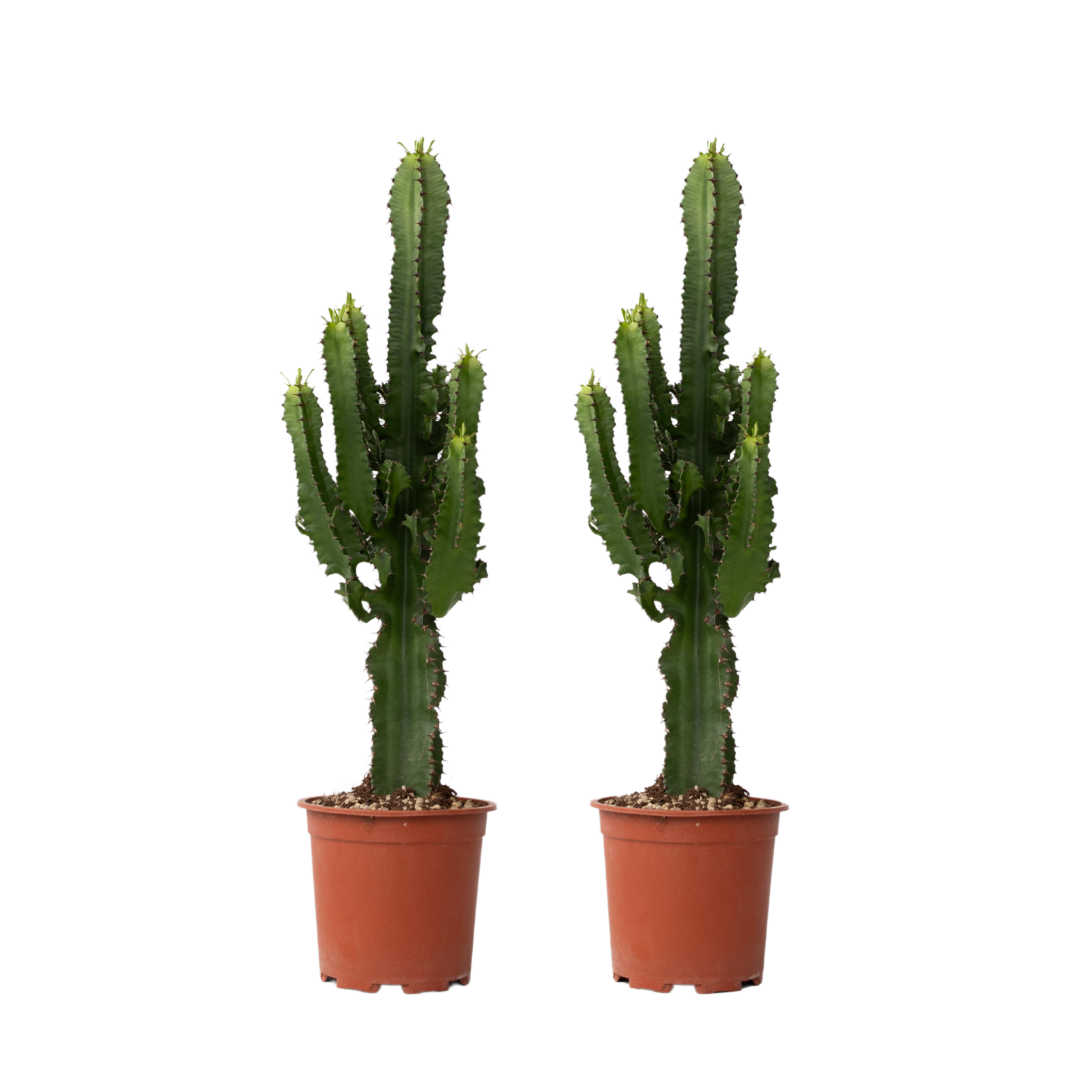 Cowboycactus - Set van 2 - Euphorbia ingens - Hoogte 50-60cm -⌀17cm afbeelding