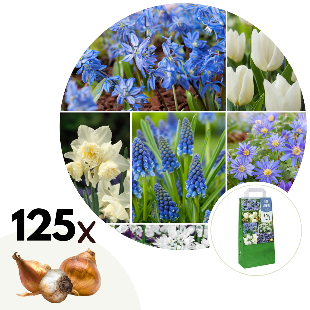 Mix bloembollen - Set van 125 - Allium, Narcissus, Muscari, Tulipa - Blauw afbeelding