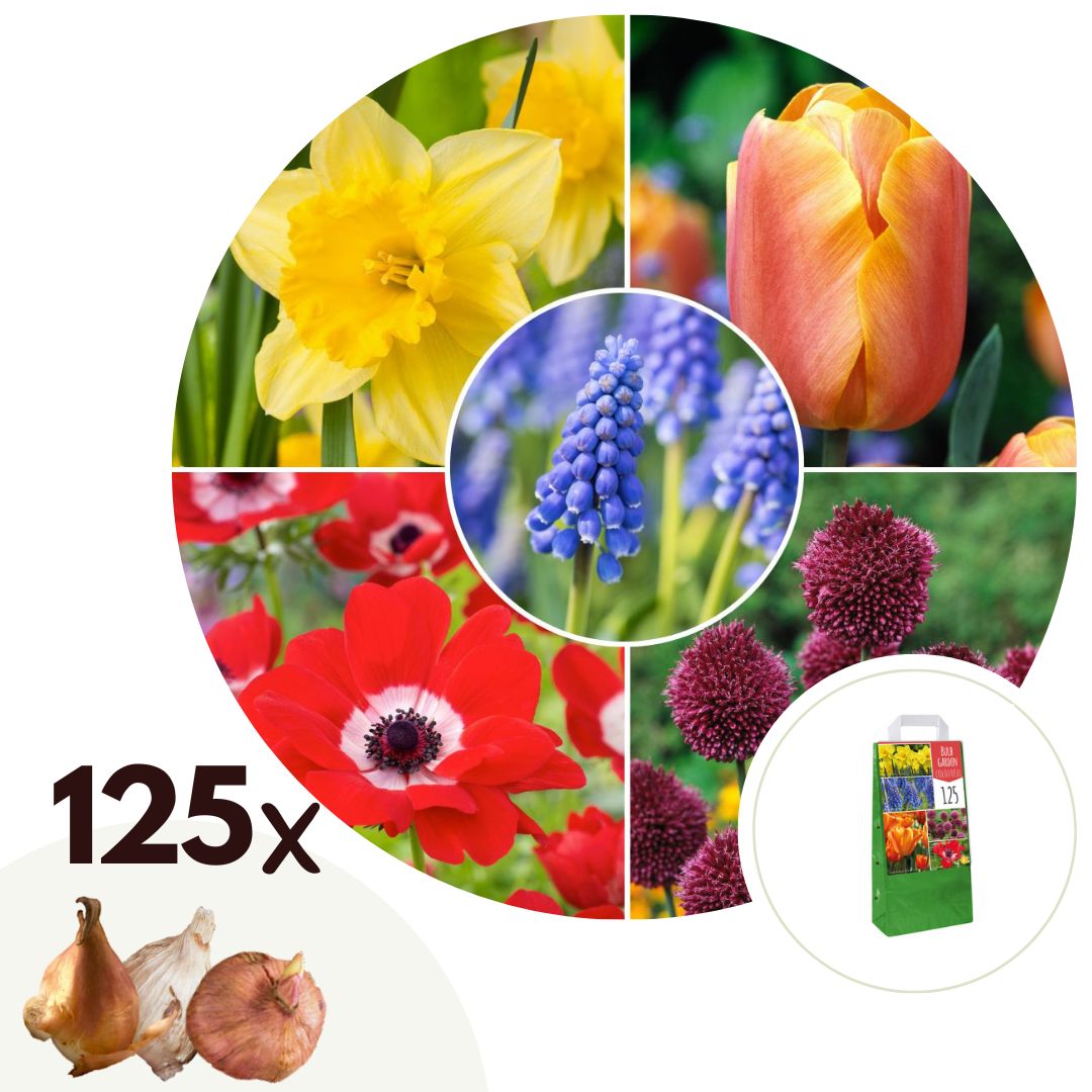 Kleurrijke bloembollen - Set van 125 - Tulipa, Anem. Narcis. Allium, Muscari afbeelding