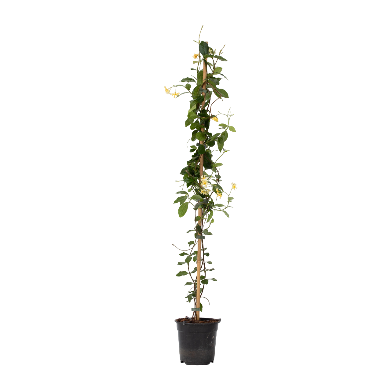Jasmijn - Trachelospermum jasminoides - Hoogte 110-120cm -⌀17cm afbeelding
