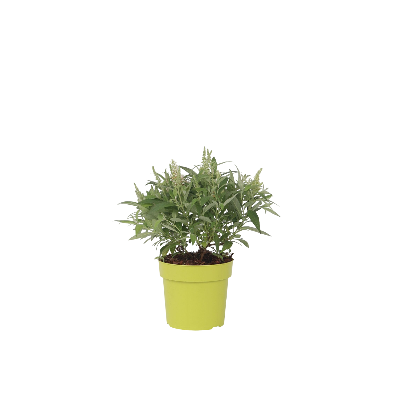 Vlinderstruik - Buddleja davidii'Candy'- Hoogte 30-40cm -⌀19cm afbeelding