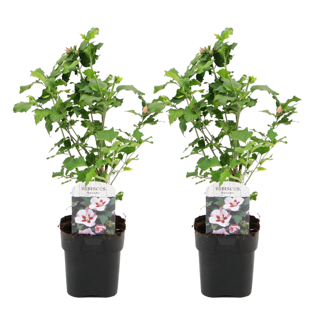 Altheastruik - Set van 2 - Hibiscus syriacus'Hamabo'- Hoogte 25-40cm -⌀17cm afbeelding