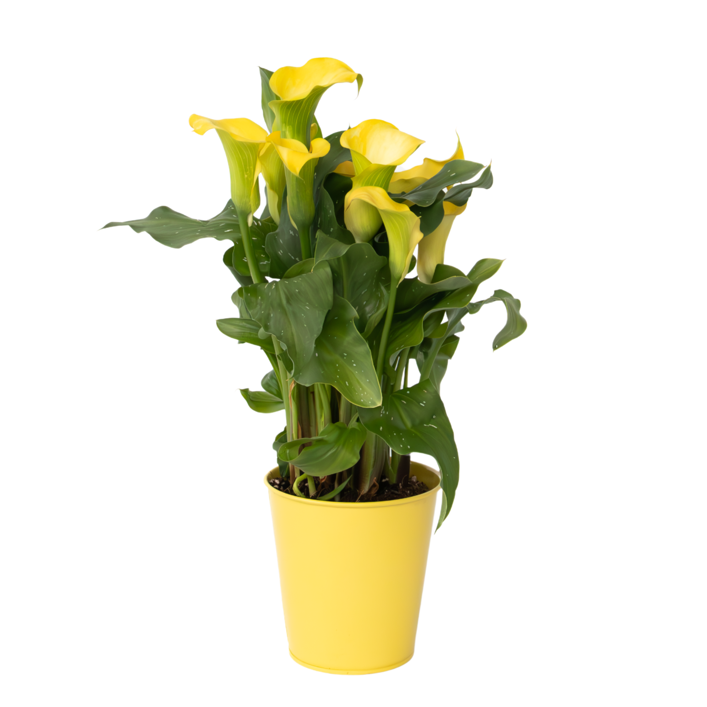 Calla'Zara'- Aronskelk - Geel - Hoogte 30-40cm -⌀12cm afbeelding