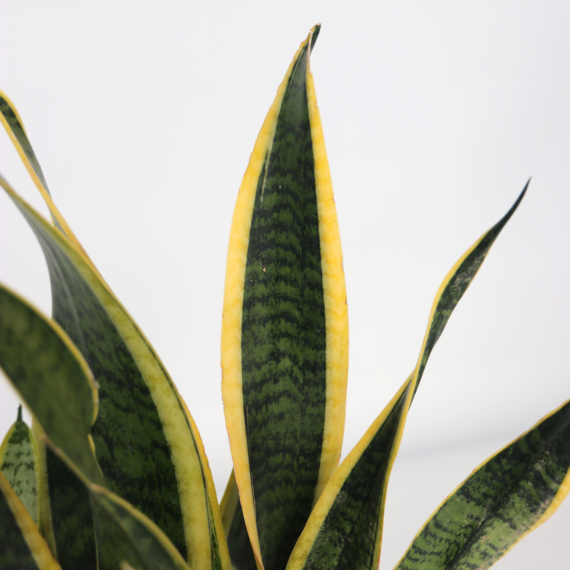 Sansevieria trifasciata Laurentii - Lingua di suocera per interni eleganti