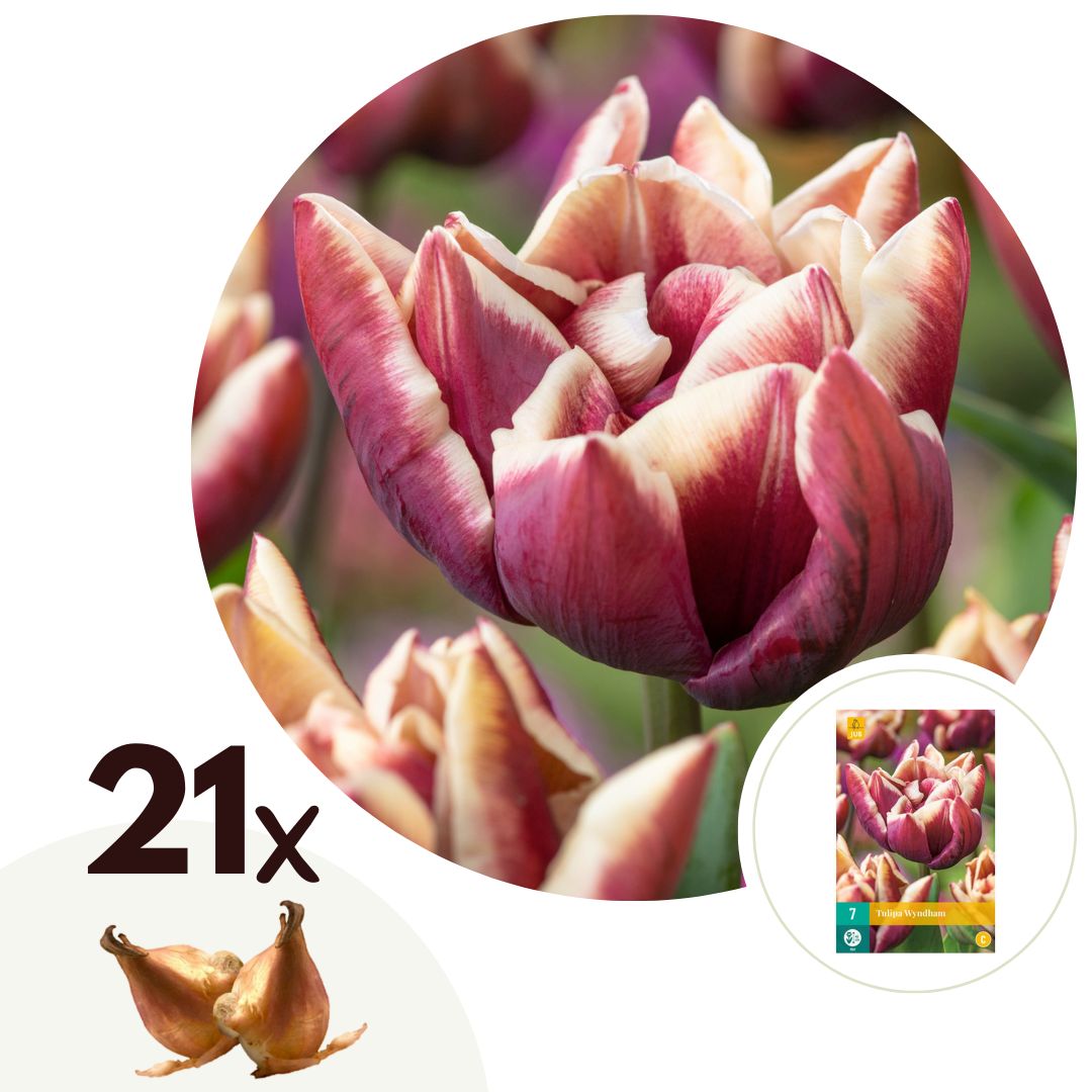 Tulpenbollen - Set van 21 - Tulipa Wyndham'- Bloembollen - Paars afbeelding