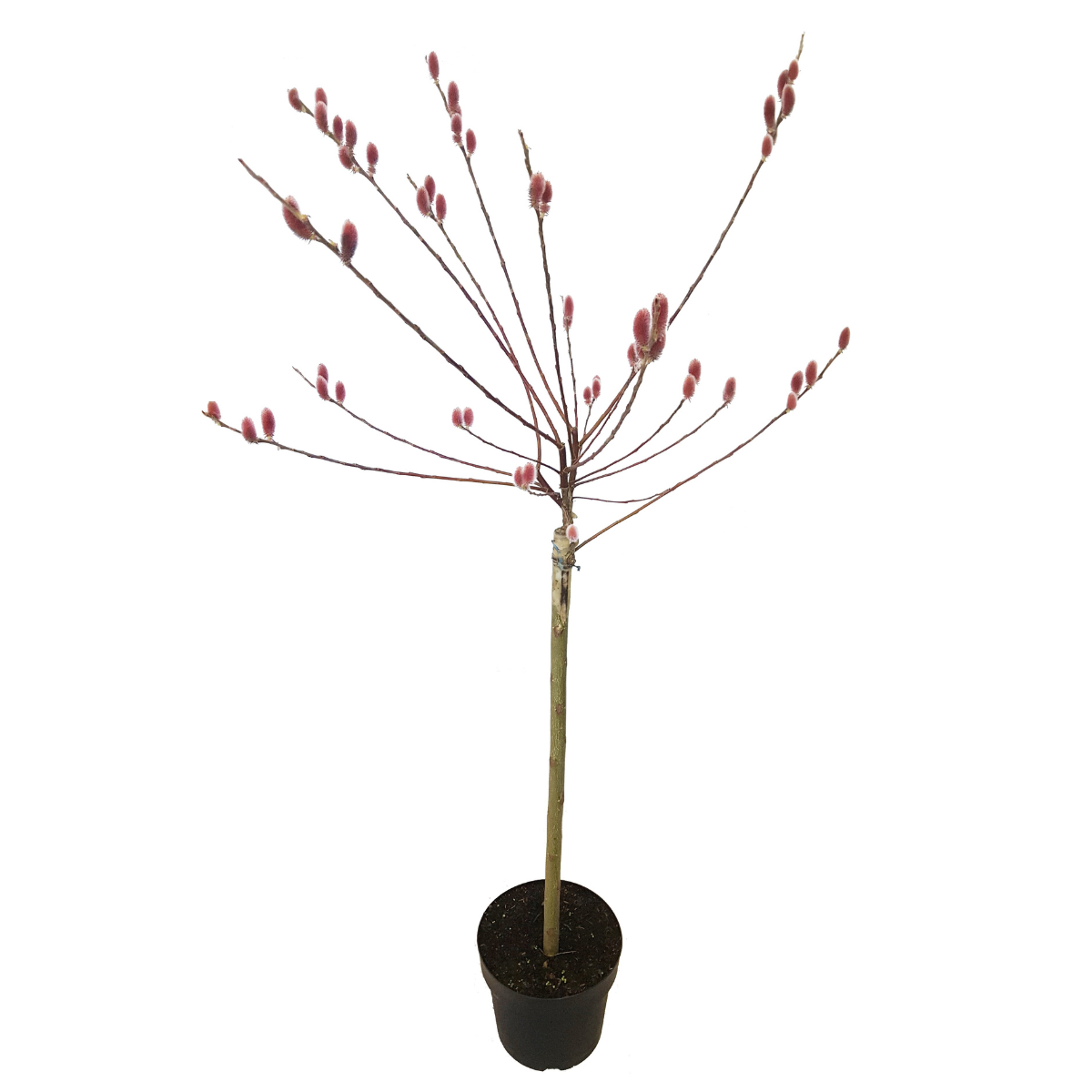 Dwergwilg - Salix gracilistyla'Mount Aso'- Hoogte 100-110cm -⌀19cm afbeelding