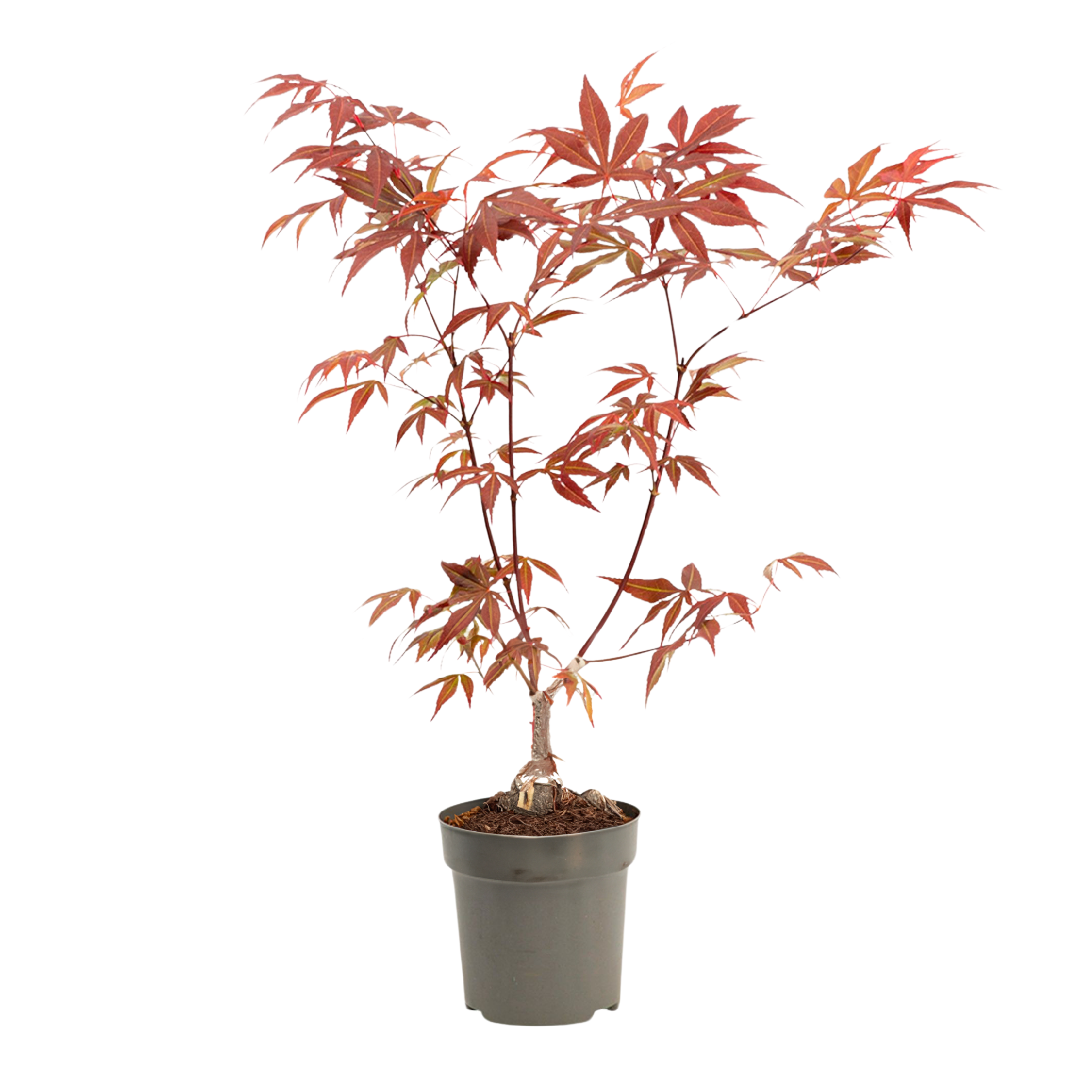 Japanse Esdoorn - Acer palmatum'Atropurpureum'- Hoogte 25-40cm -⌀10,5cm afbeelding