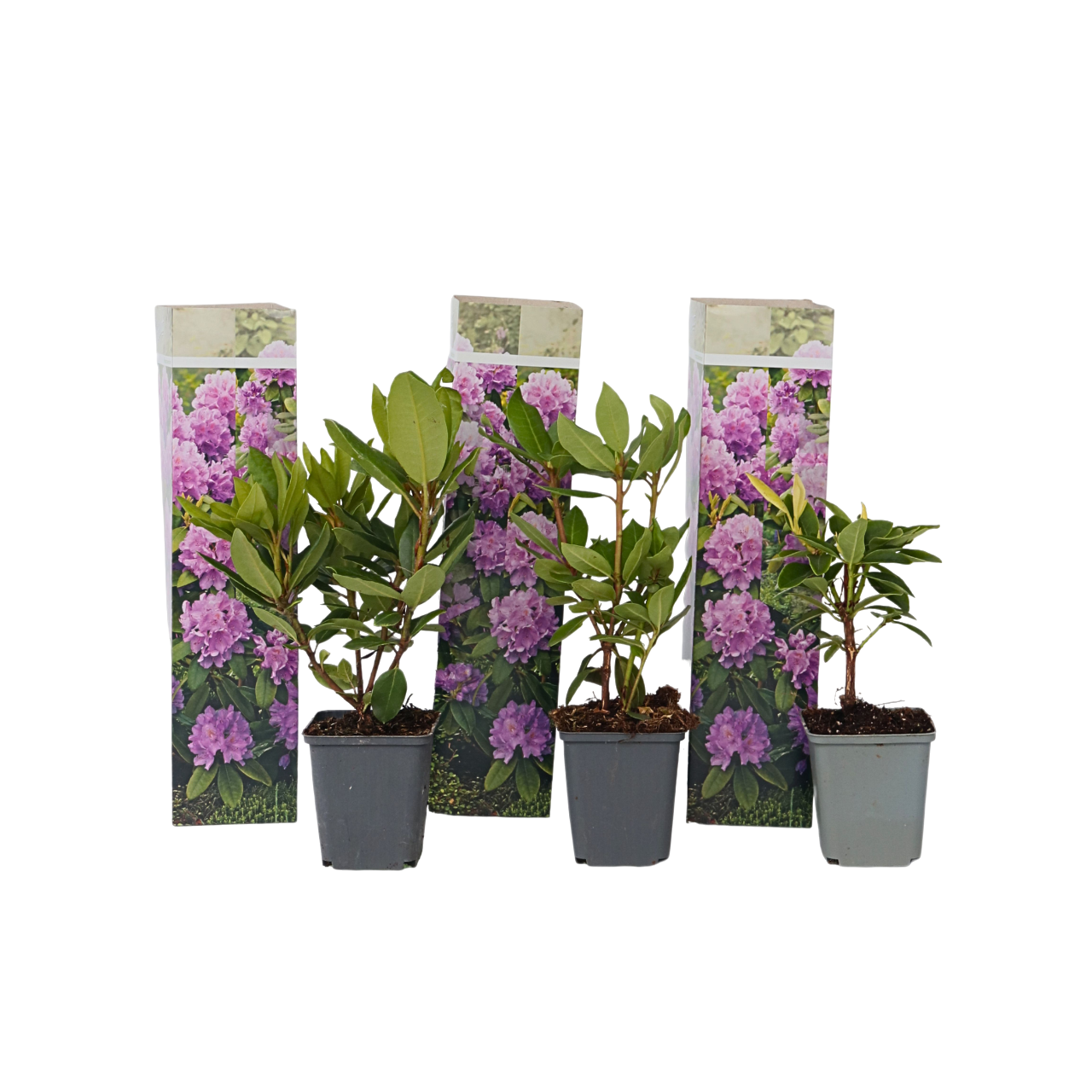 Rhododendron paars - Set van 3 - Catawbiense Purple - Hoogte 25-40cm -⌀9cm afbeelding