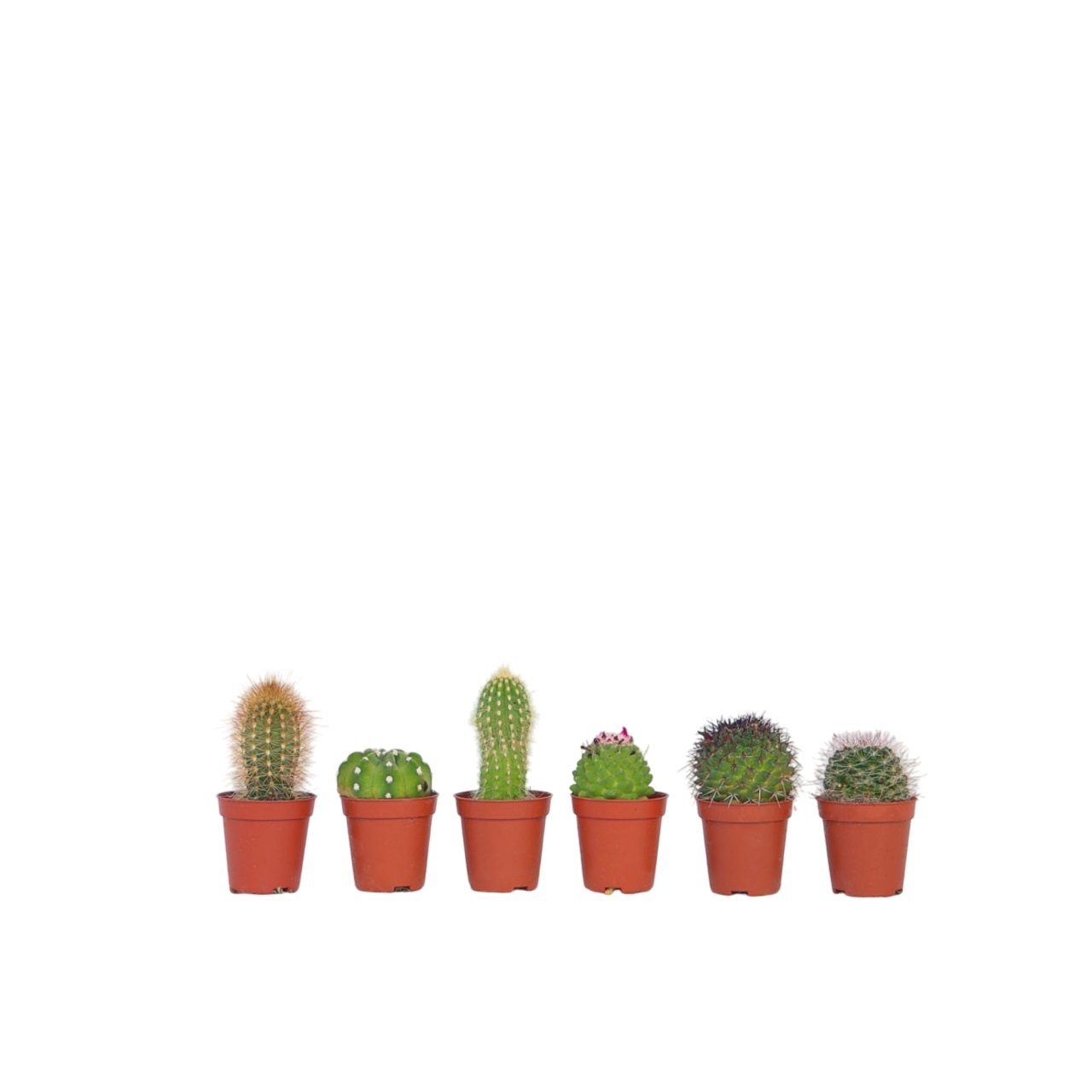 Mix cactus - Set van 6 - Cactus - Hoogte 5-10cm -⌀5,5cm afbeelding