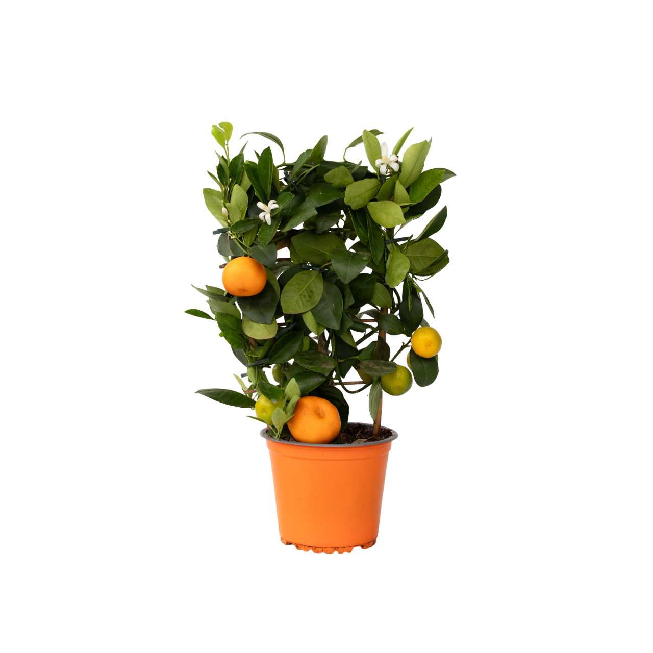 Sinaasappelboom - Citrus mitis'Calamondin'- Hoogte 35-40cm -⌀14cm afbeelding
