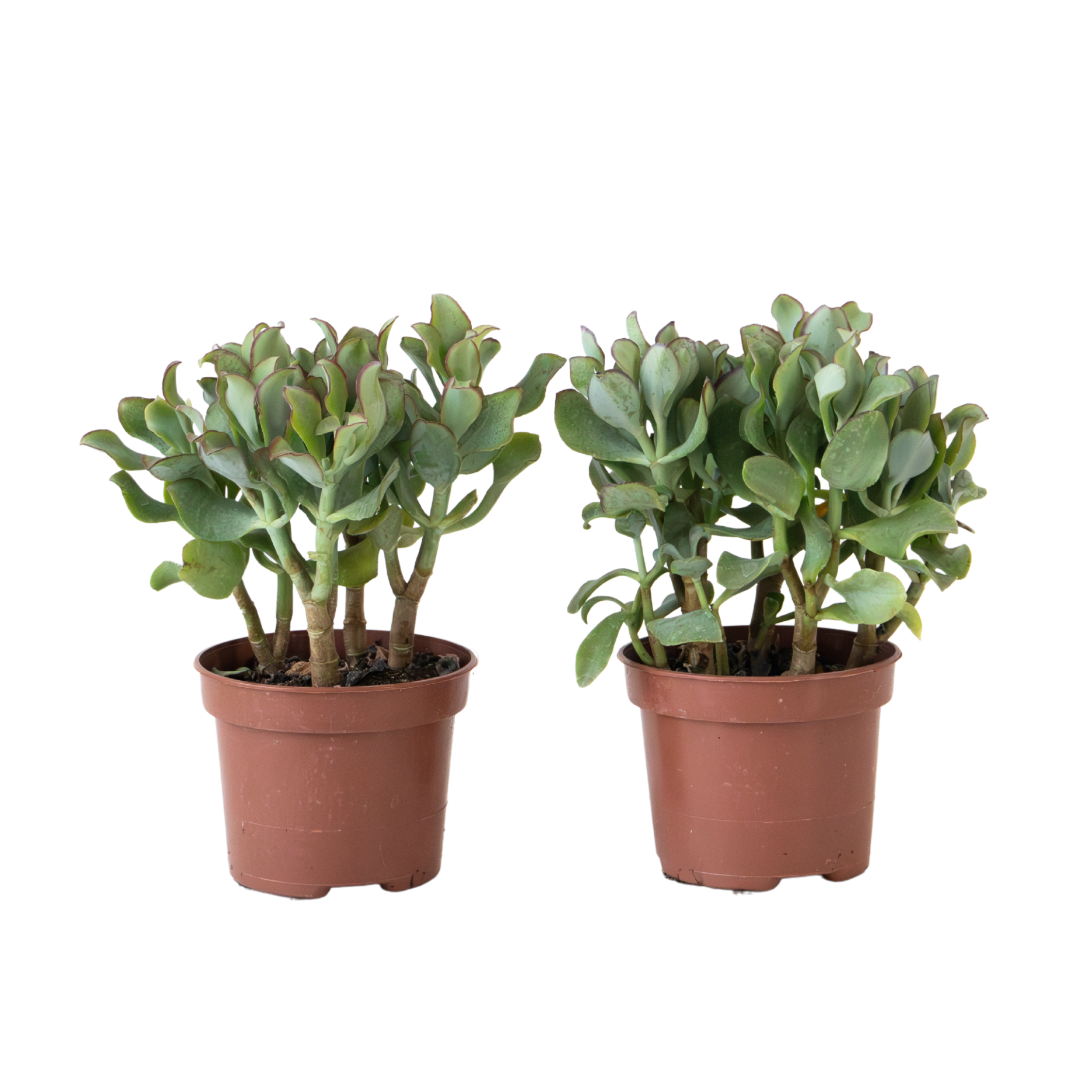 Jadeplant - Set van 2 - Crassula arborescens'Curly'- Pot 12 cm afbeelding