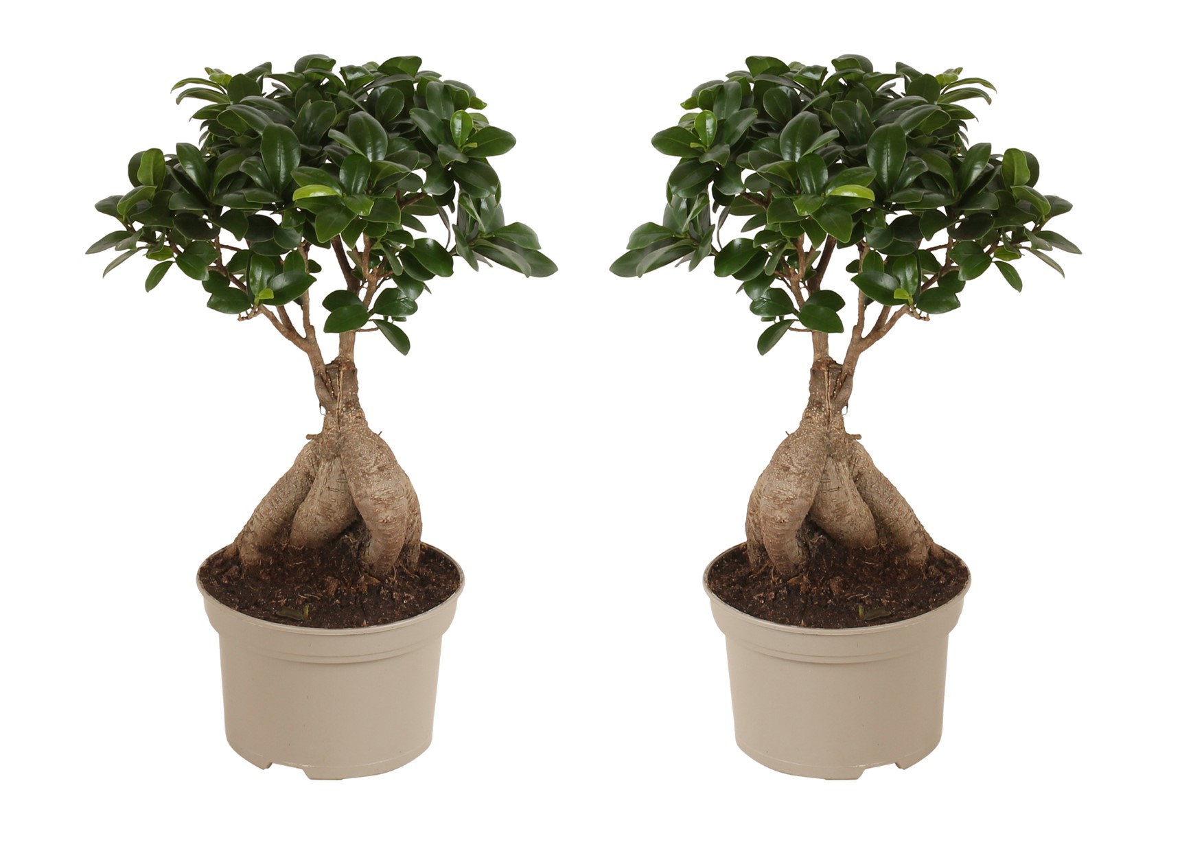 Chinese vijg - Set van 2 - Ficus microcarpa - Hoogte 35-40cm -⌀15cm afbeelding