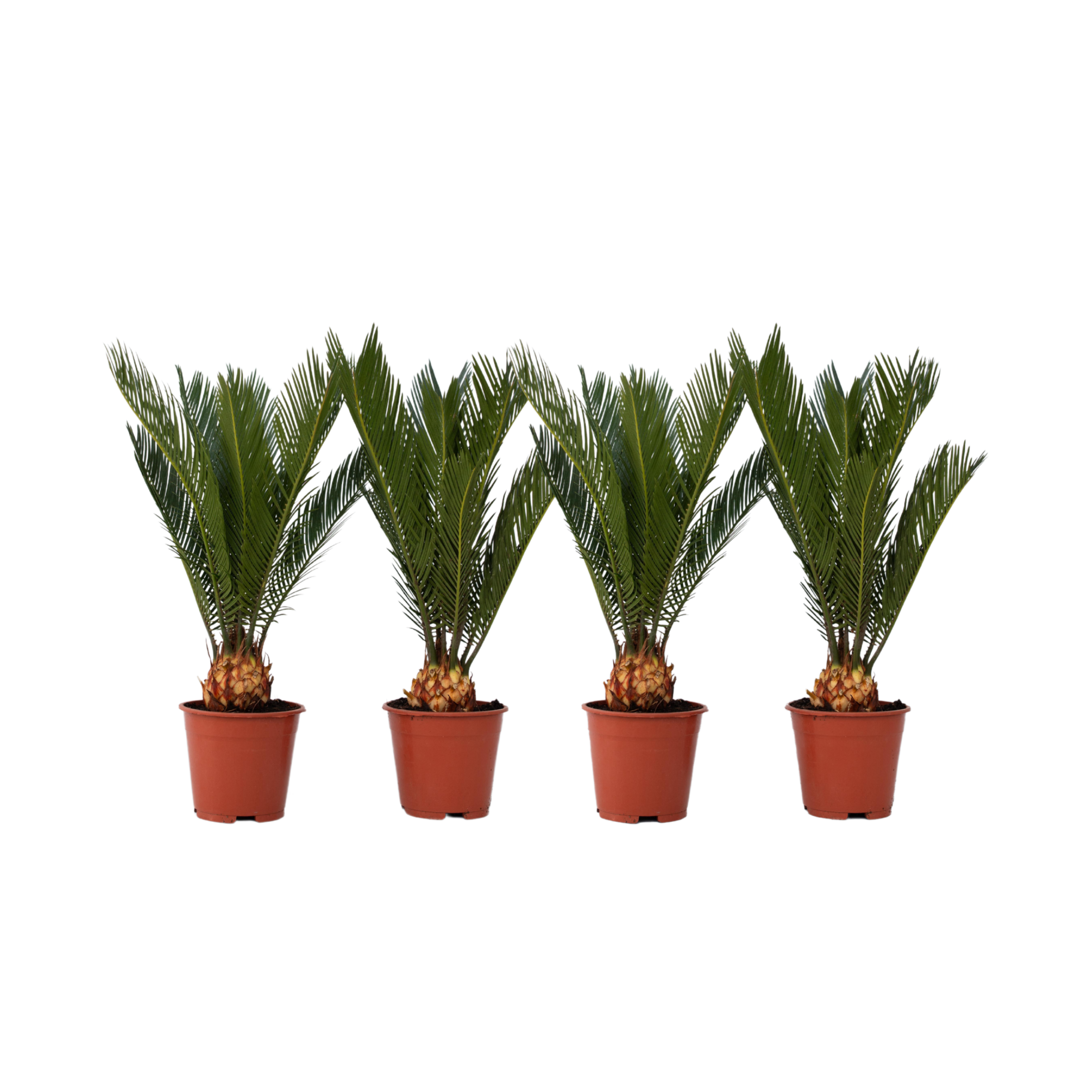Vredespalm - Set van 4 - Cycas revoluta - Hoogte 45-60cm -⌀15cm afbeelding