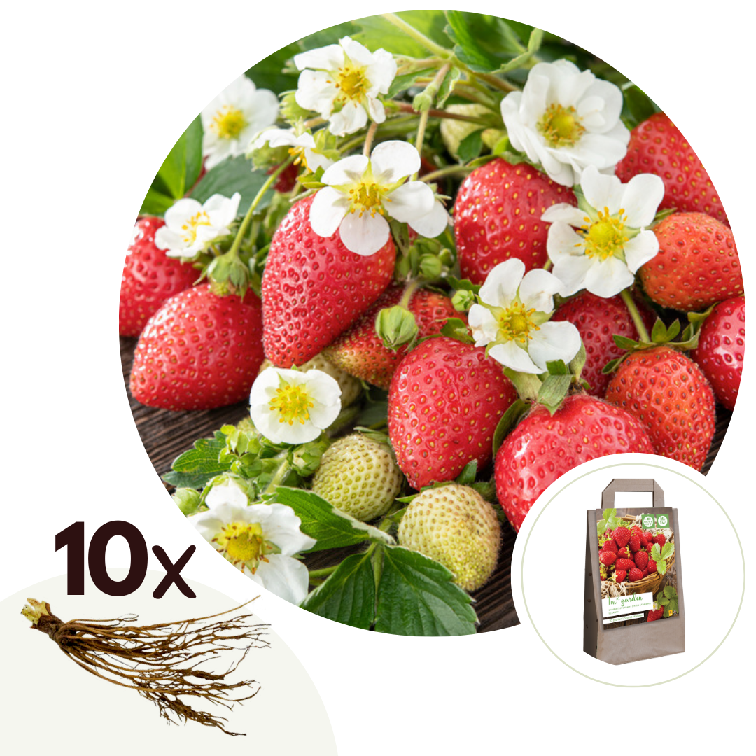 Aardbeienplant - Set van 10 - Fragaria elsanta - Wortelstokken - Rood afbeelding