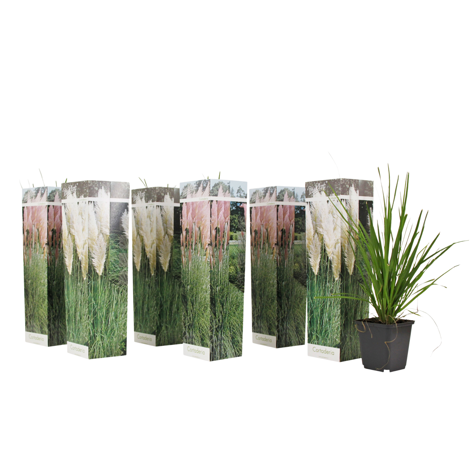 Pampasgras - Set van 6 - Cortaderia selloana - Hoogte 25-40cm -⌀9cm afbeelding