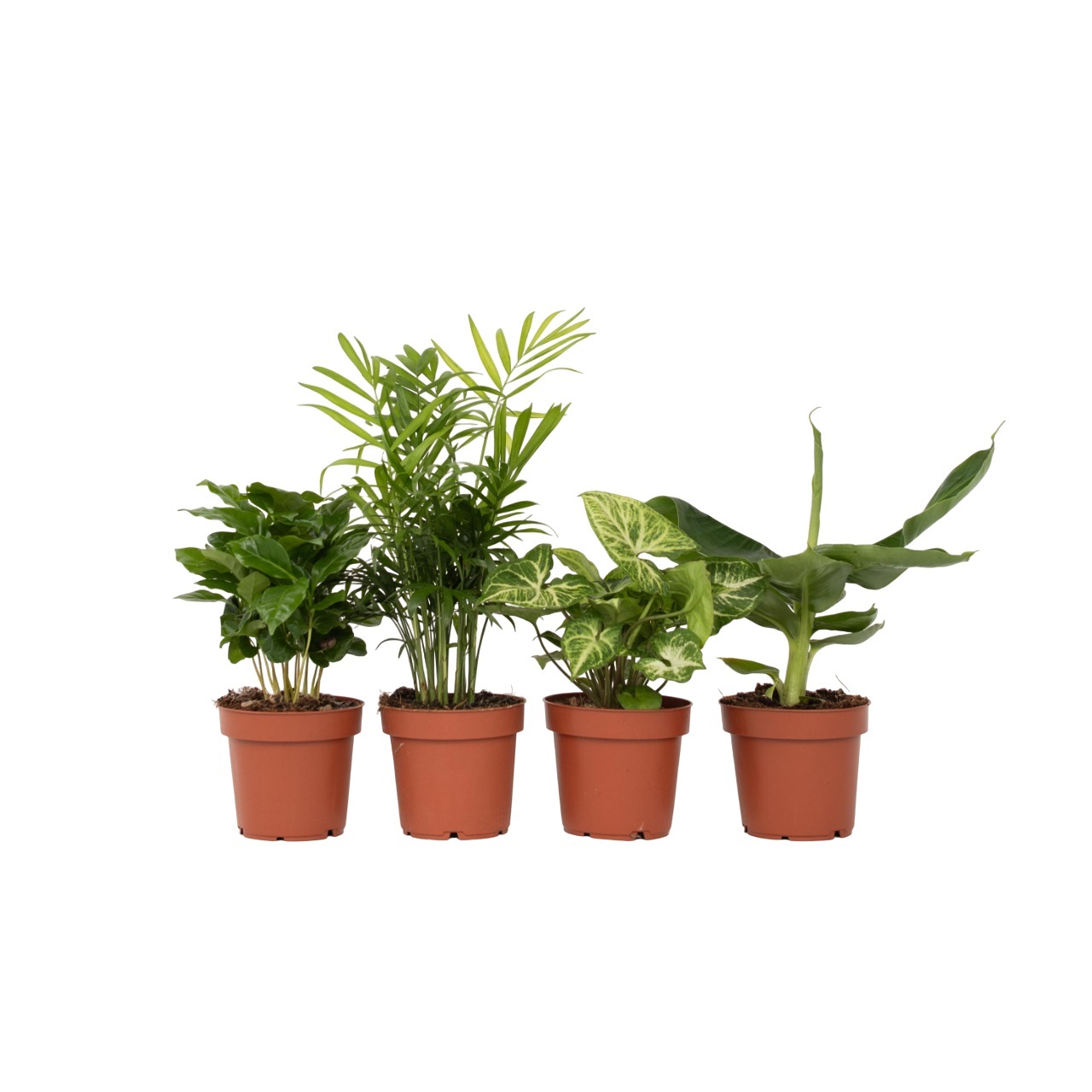 Kamerplantenset - Set van 4 - Hoogte 25-40cm -⌀12cm afbeelding