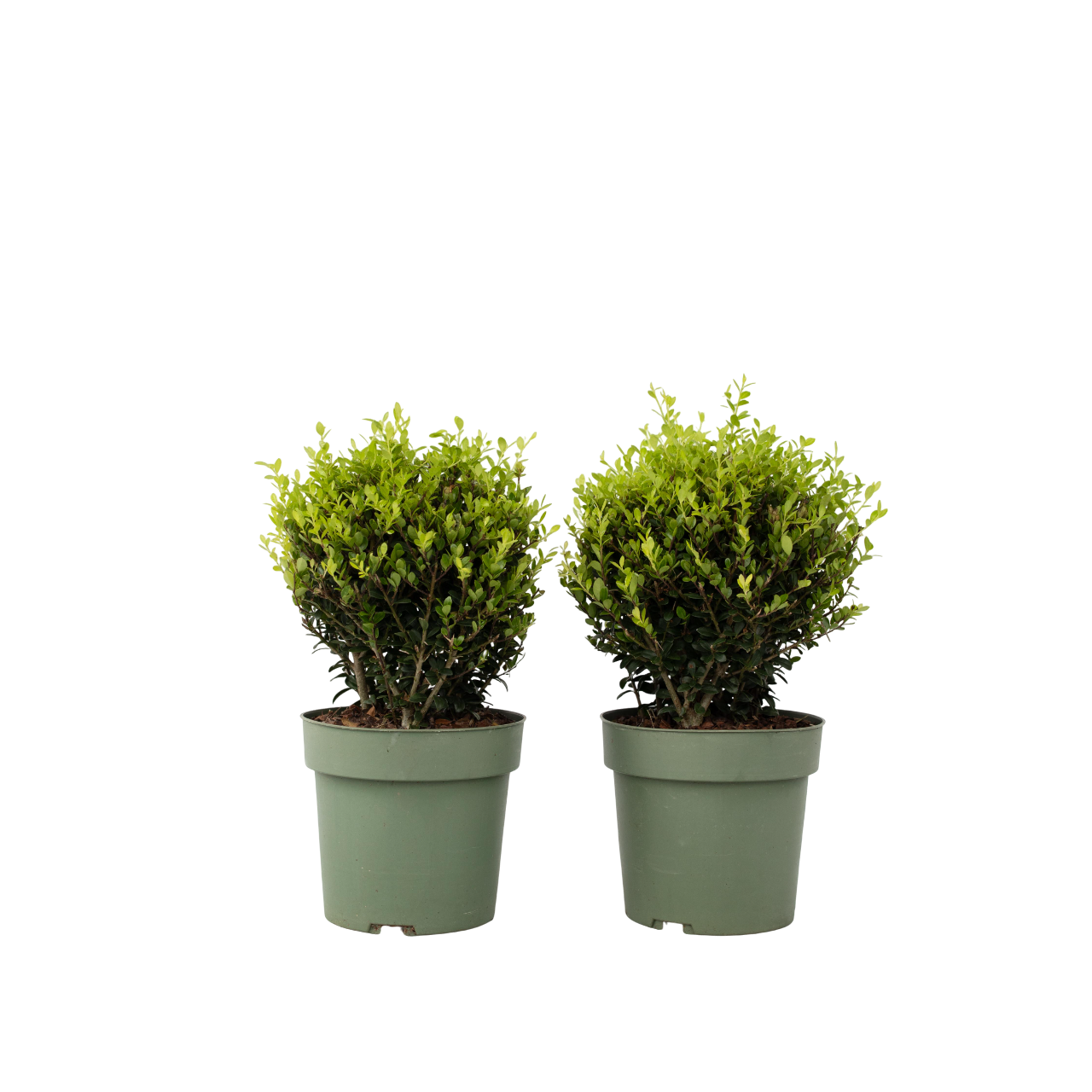 Japanse hulst - Set van 2 - Ilex crenata'Jenny'- Hoogte 30-40cm -⌀17cm afbeelding
