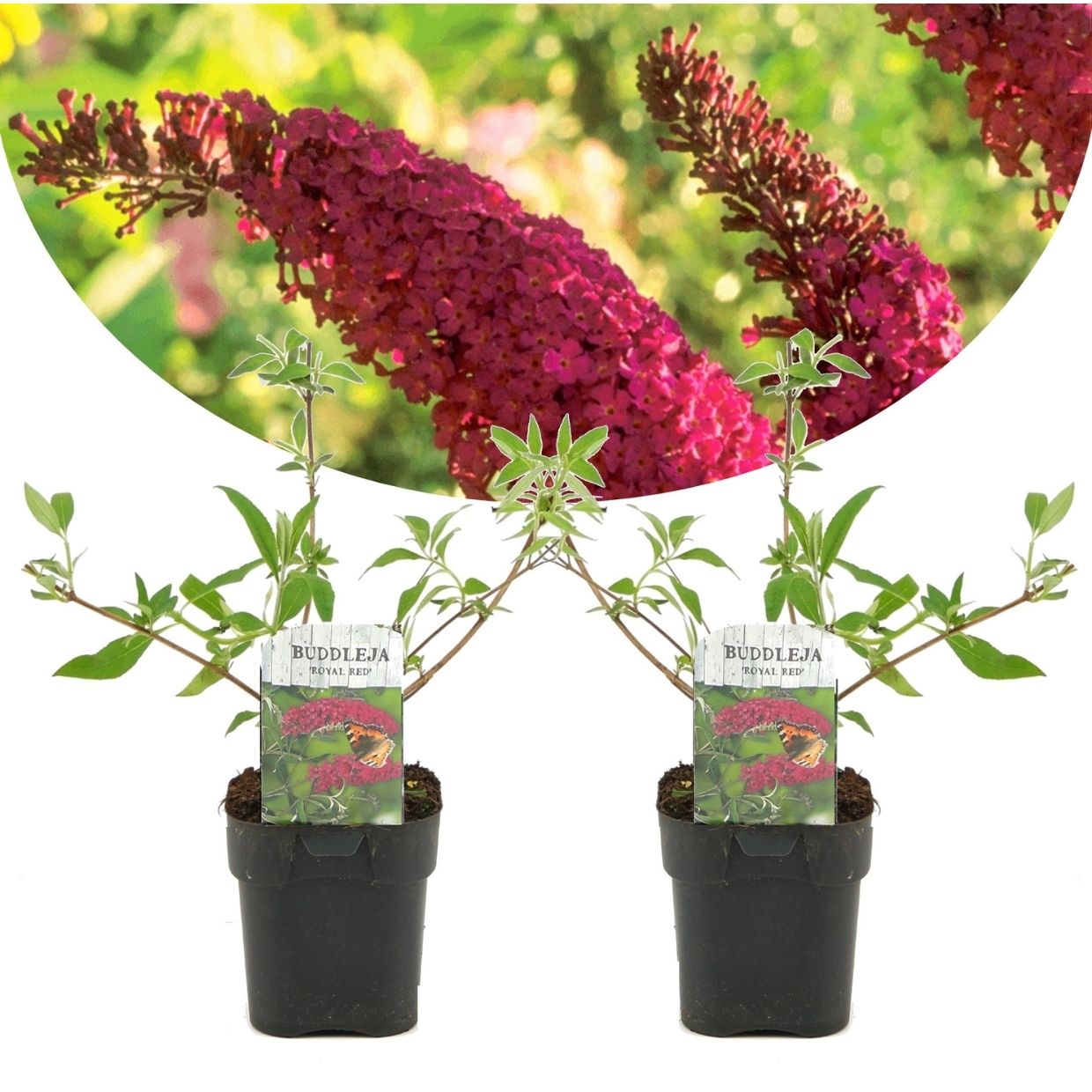 Vlinderstruik - Set van 2 - Buddleja'Royal Red'- Hoogte 30-40cm -⌀17cm afbeelding