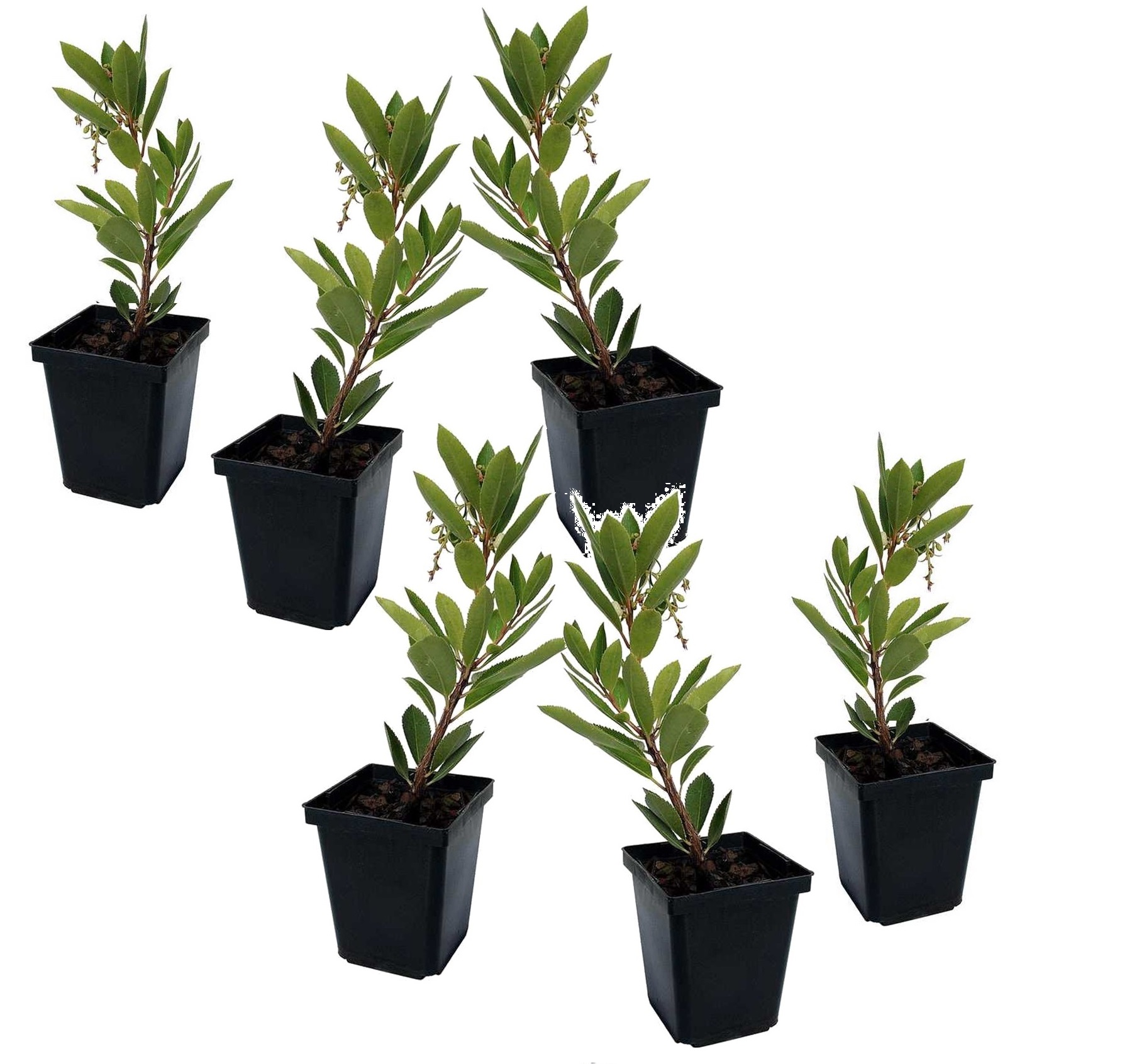 Aardbeienplant - Set van 6 - Arbutus'Unedo'- Hoogte 25-40cm -⌀9cm afbeelding