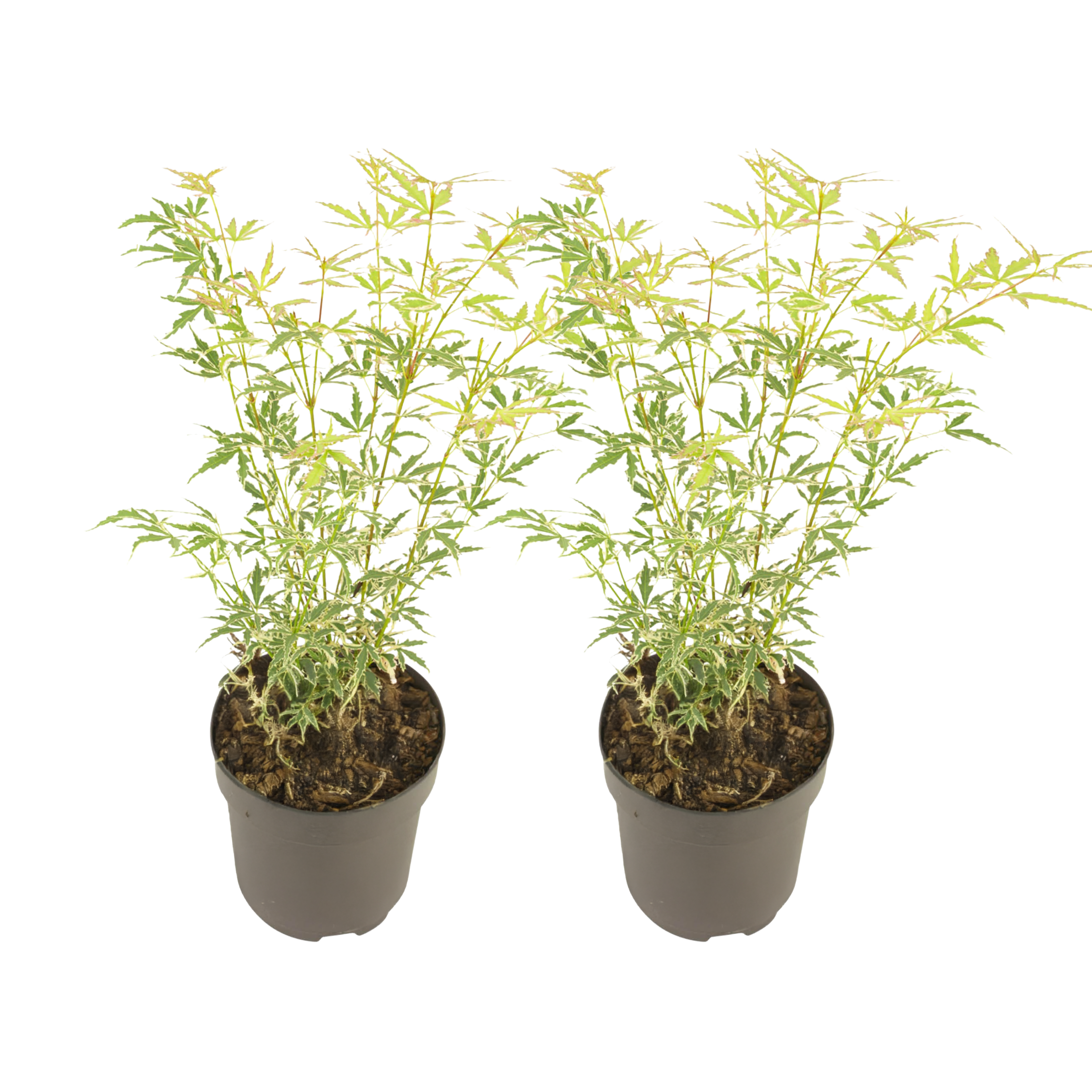 Japanse Esdoorn - Set van 2 - Acer palmatum'Butterfly'- Hoogte 35-55cm -⌀15cm afbeelding