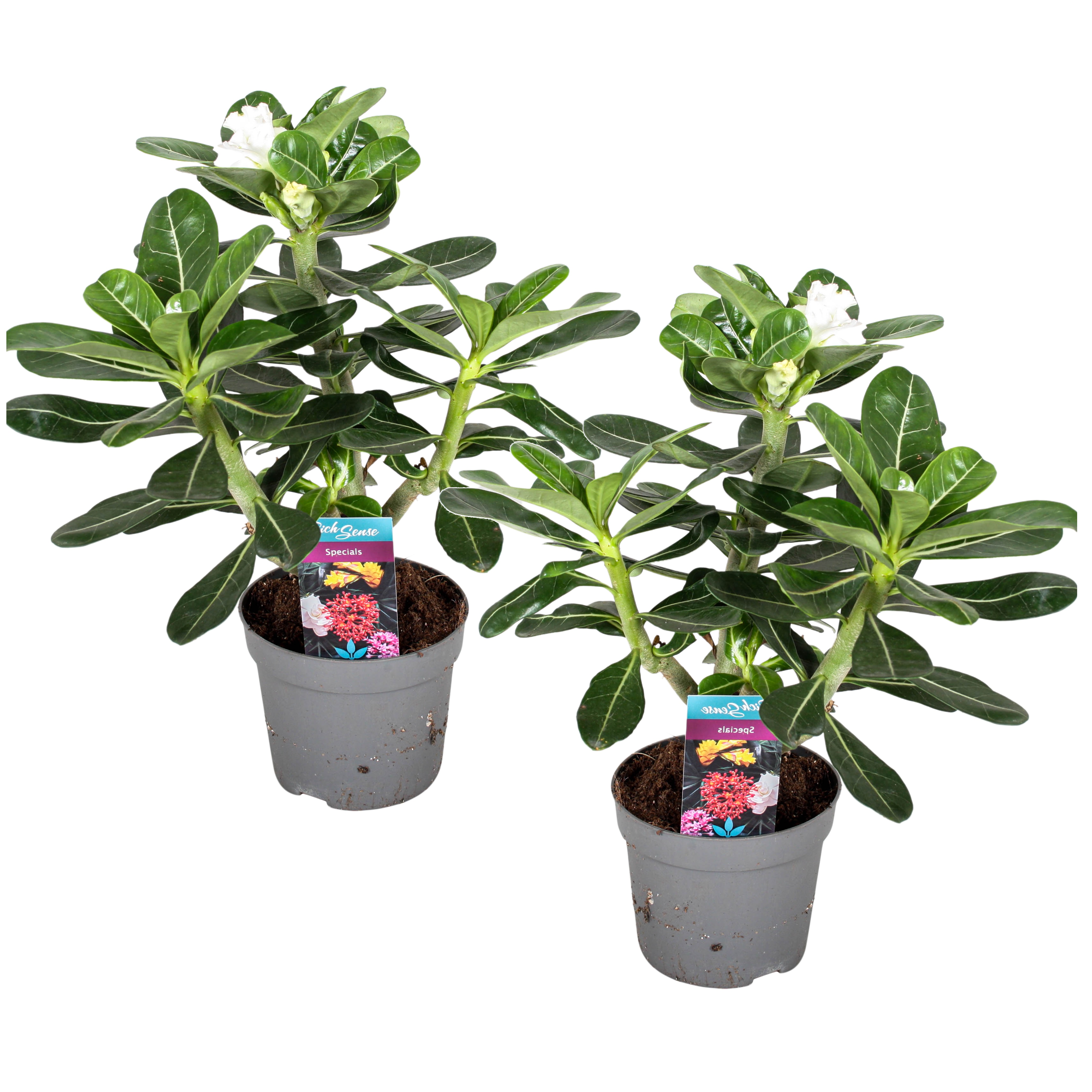 Woestijnroos - Set van 2 - Adenium obesum - Hoogte 30-40cm -⌀13cm afbeelding