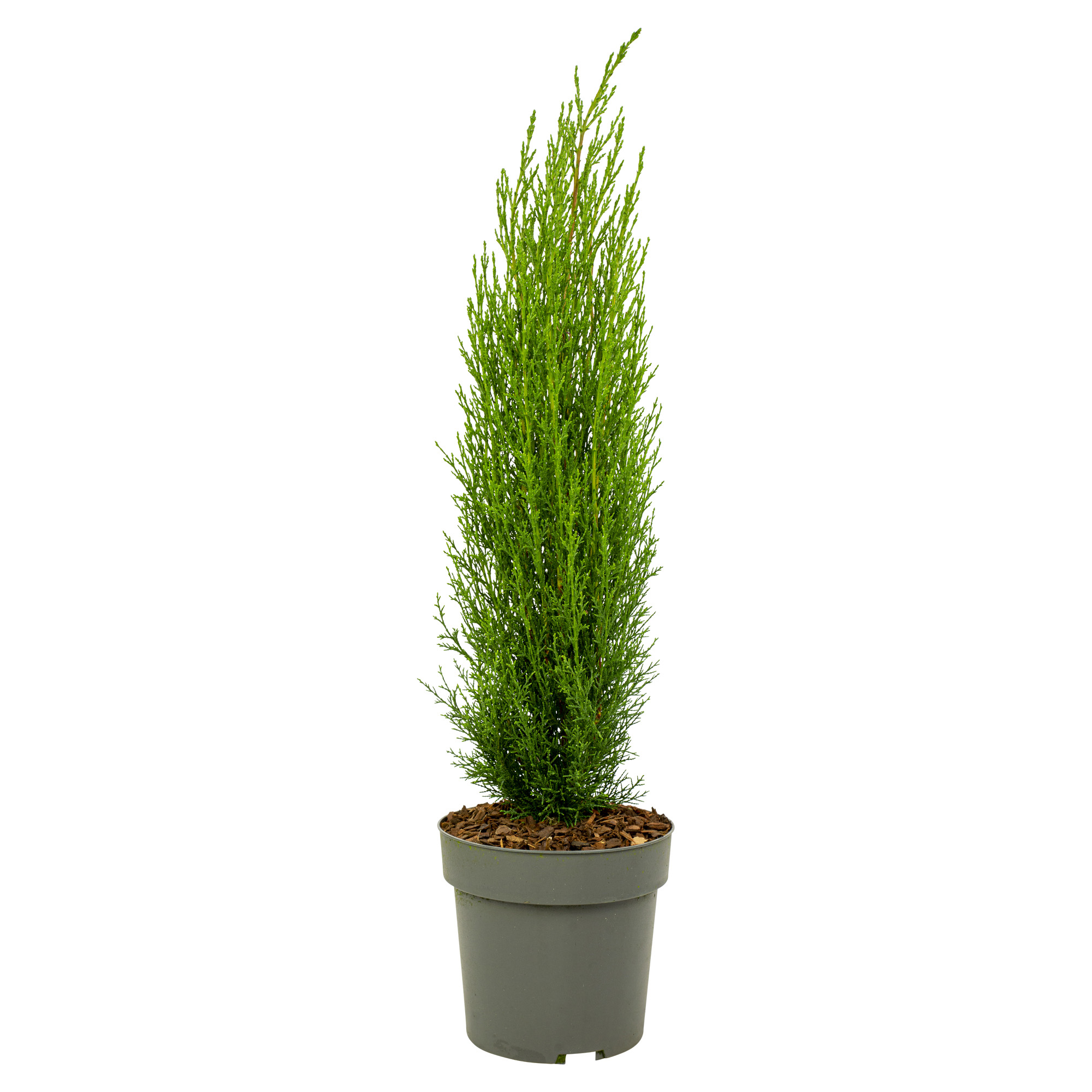 Italiaanse Cipres - Cupressus sempervirens'Totem'- Hoogte 60-80cm -⌀19cm afbeelding