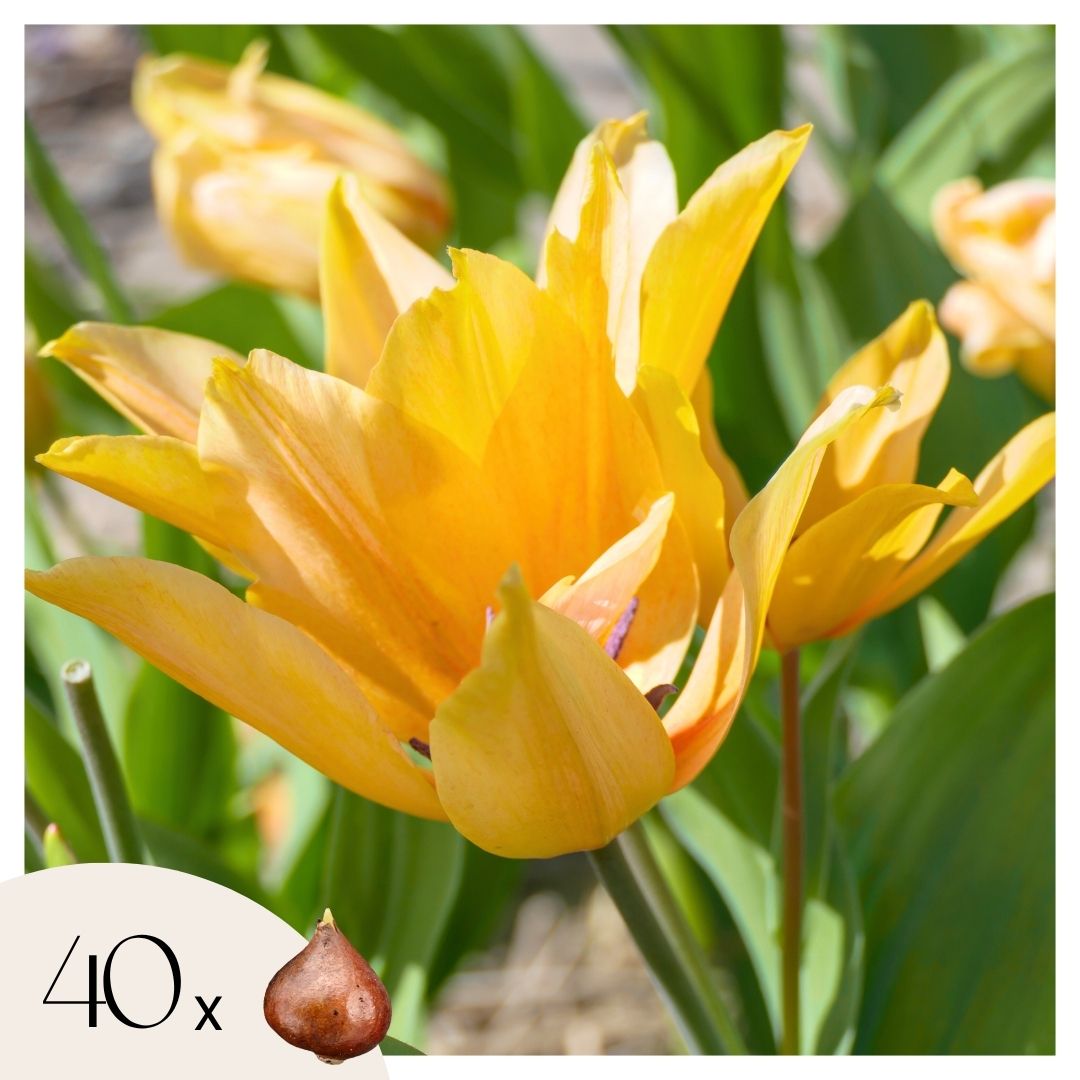 Tulpenbollen - Set van 40 - Tulipa'Prastants Shogun'- Bloembollen - Oranje afbeelding