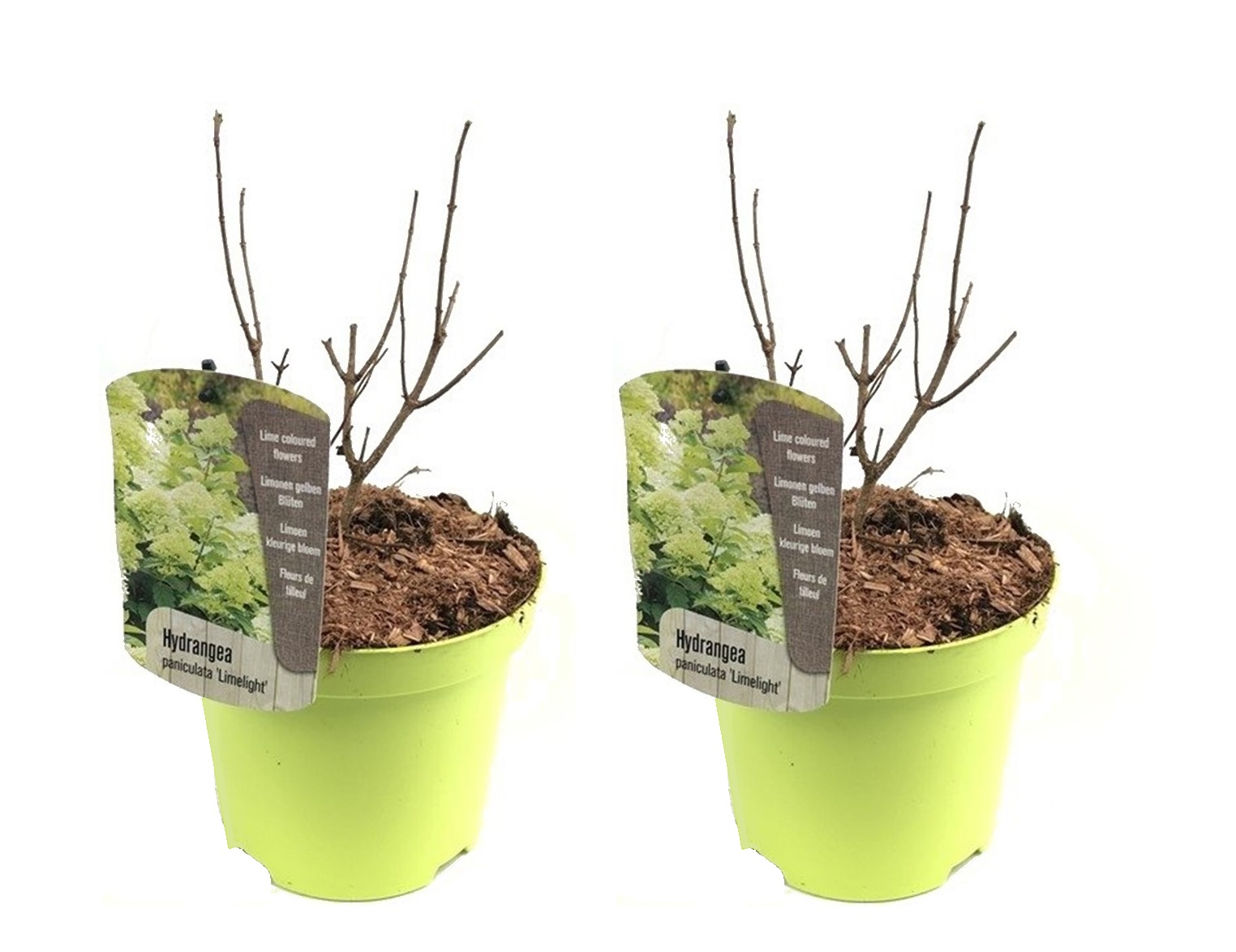 Hortensia - Set van 2 - Hydrangae'Limelight'- Hoogte 25-40cm -⌀19cm afbeelding