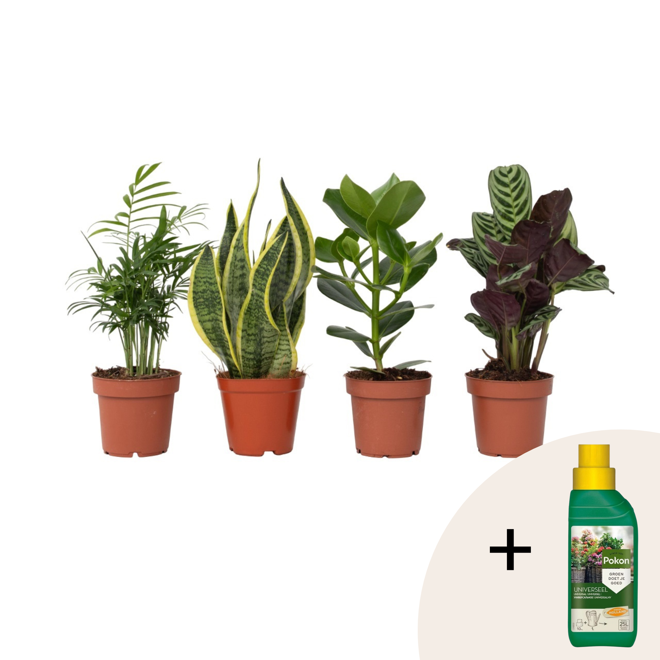 Gemakkelijke kamerplanten - Set van 4 - Hoogte 25-40cm -⌀12cm afbeelding