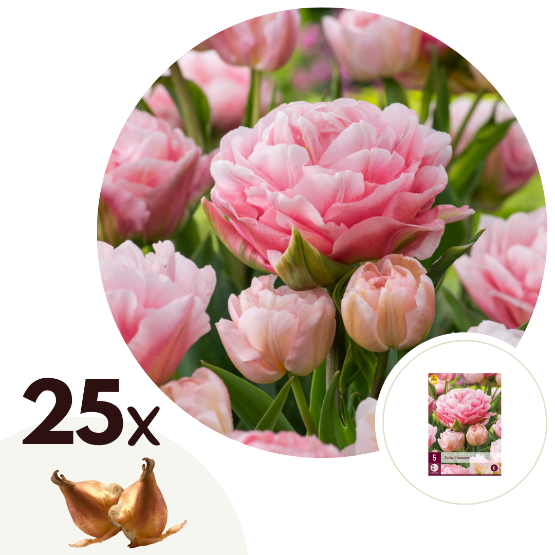 Tulpenbollen - Set van 25 - Tulipa'Dreamer'- Bloembollen - Roze afbeelding