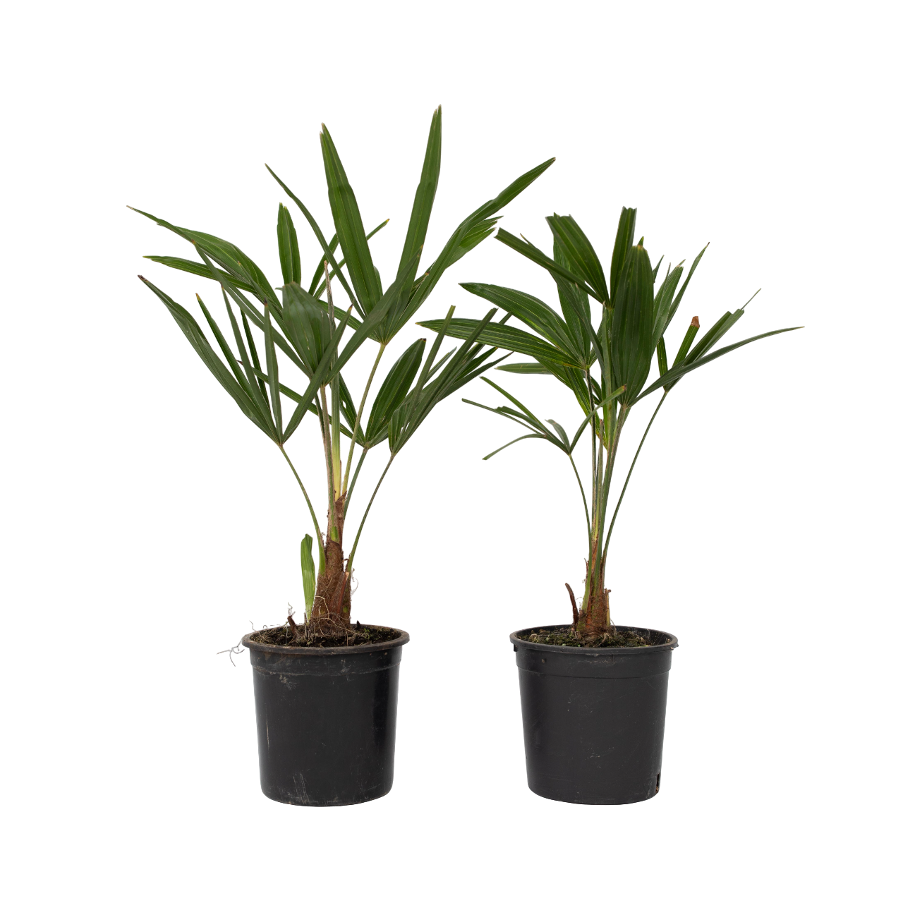 Chinese Waaierpalm - Set van 2 - Trachycarpus Fortunei - Hoogte 35-45cm -⌀15cm afbeelding