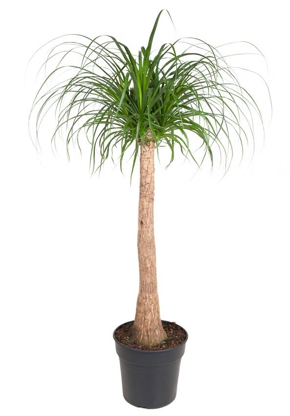Olifantspoot - Beaucarnea'recurvata'- Hoogte 120-130cm -⌀32cm afbeelding