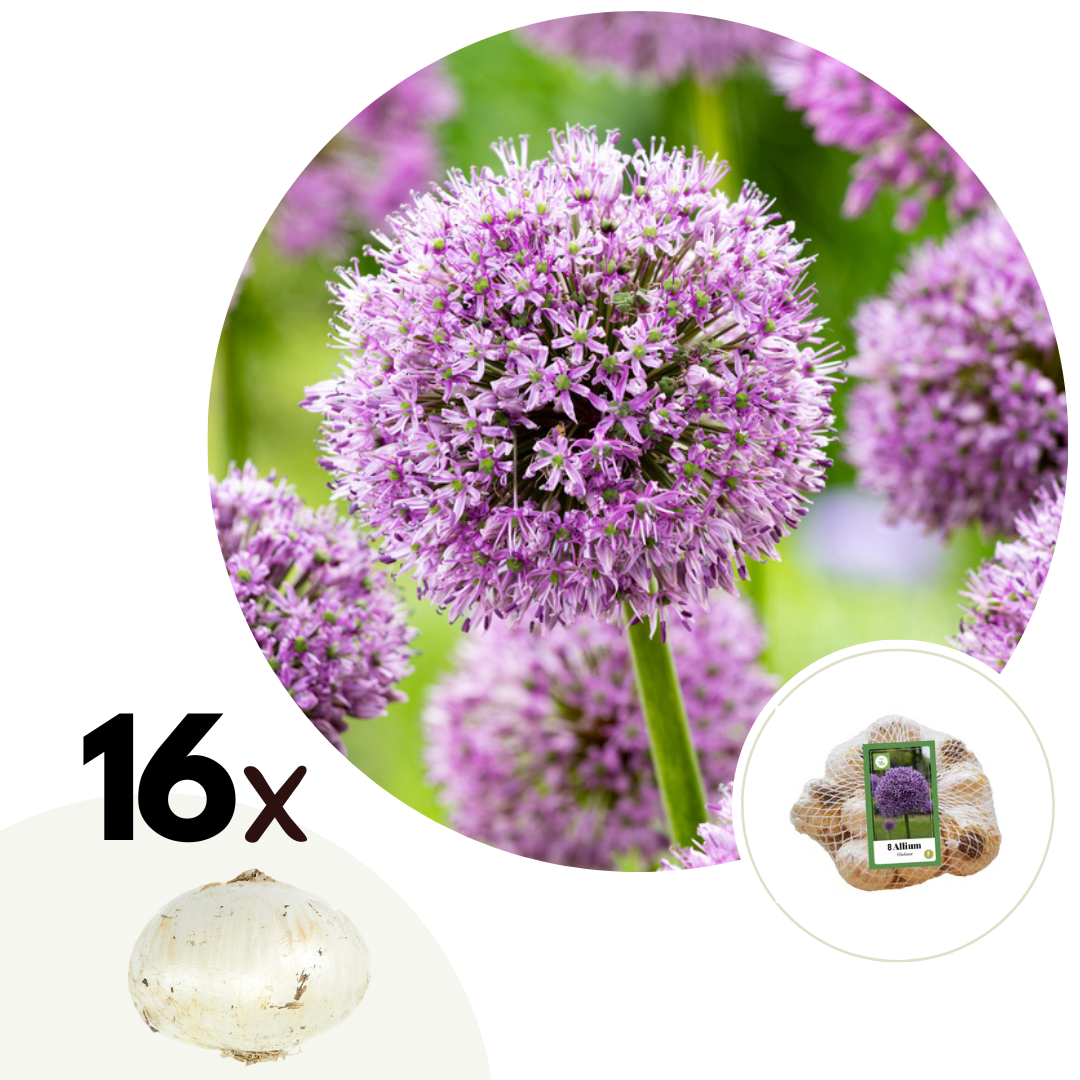 Alliumbollen - Set van 16 - Allium'Gladiator'- Bloembollen - Paars afbeelding