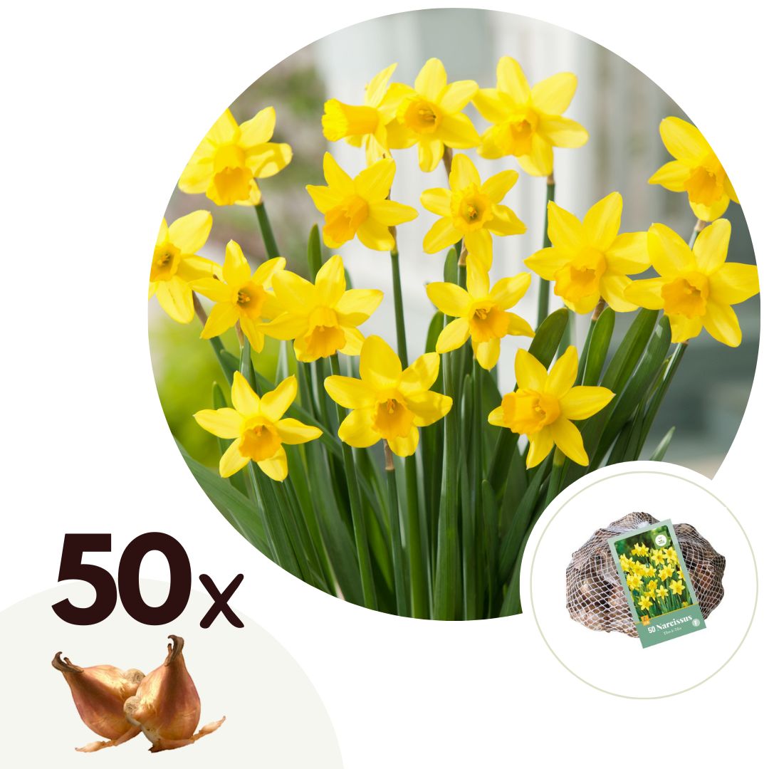 Narcissen - Set van 50 - Narcissus'Tête-à-Tête'- Bloembollen - Geel afbeelding